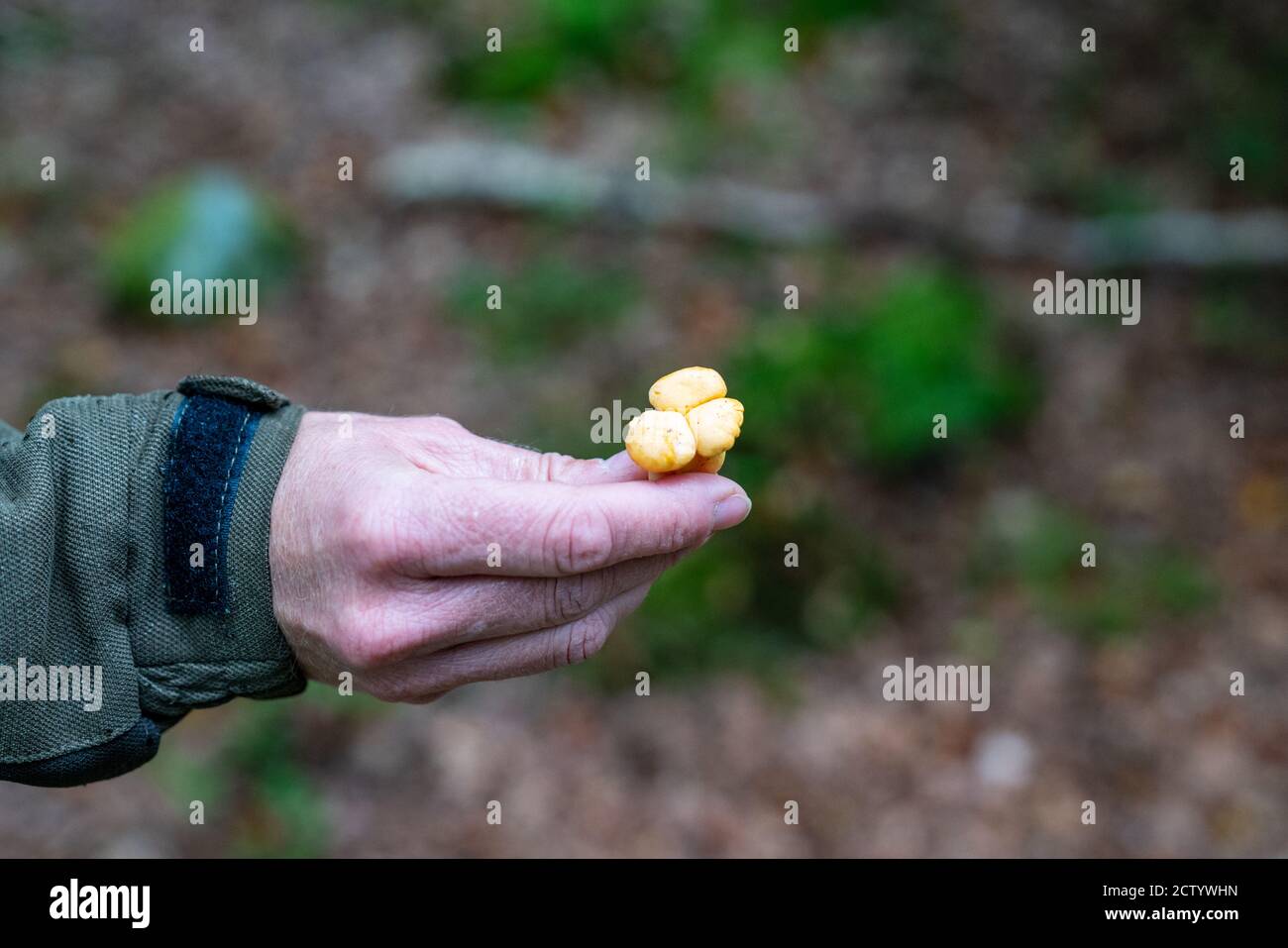 Pilze sammeln im Herbst im Wald Stockfoto