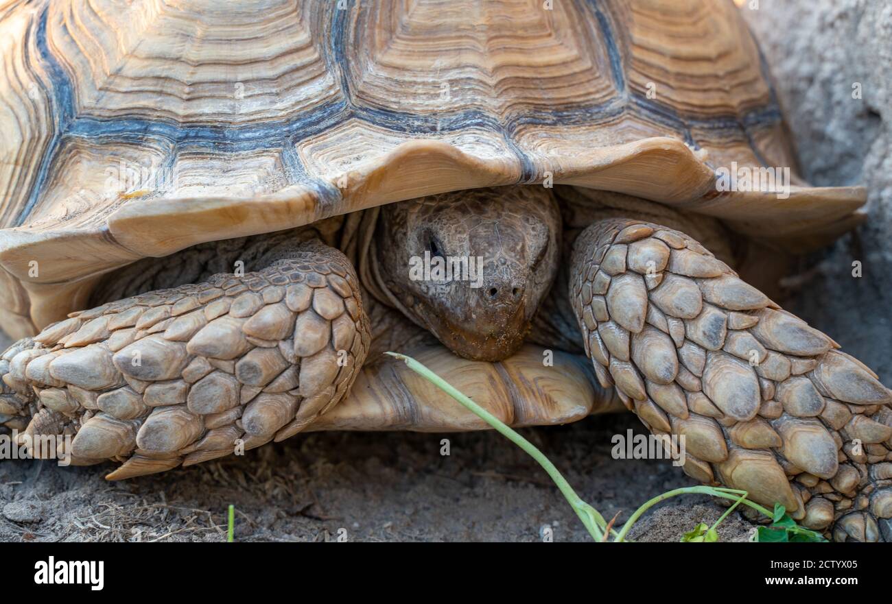 Nahaufnahme der Wüstenschildkröte (Gopherus agassizii und Gopherus morafkai), auch bekannt als Wüstenschildkröten, sind zwei Arten von Schildkröten. Wüstenschildkröten Stockfoto