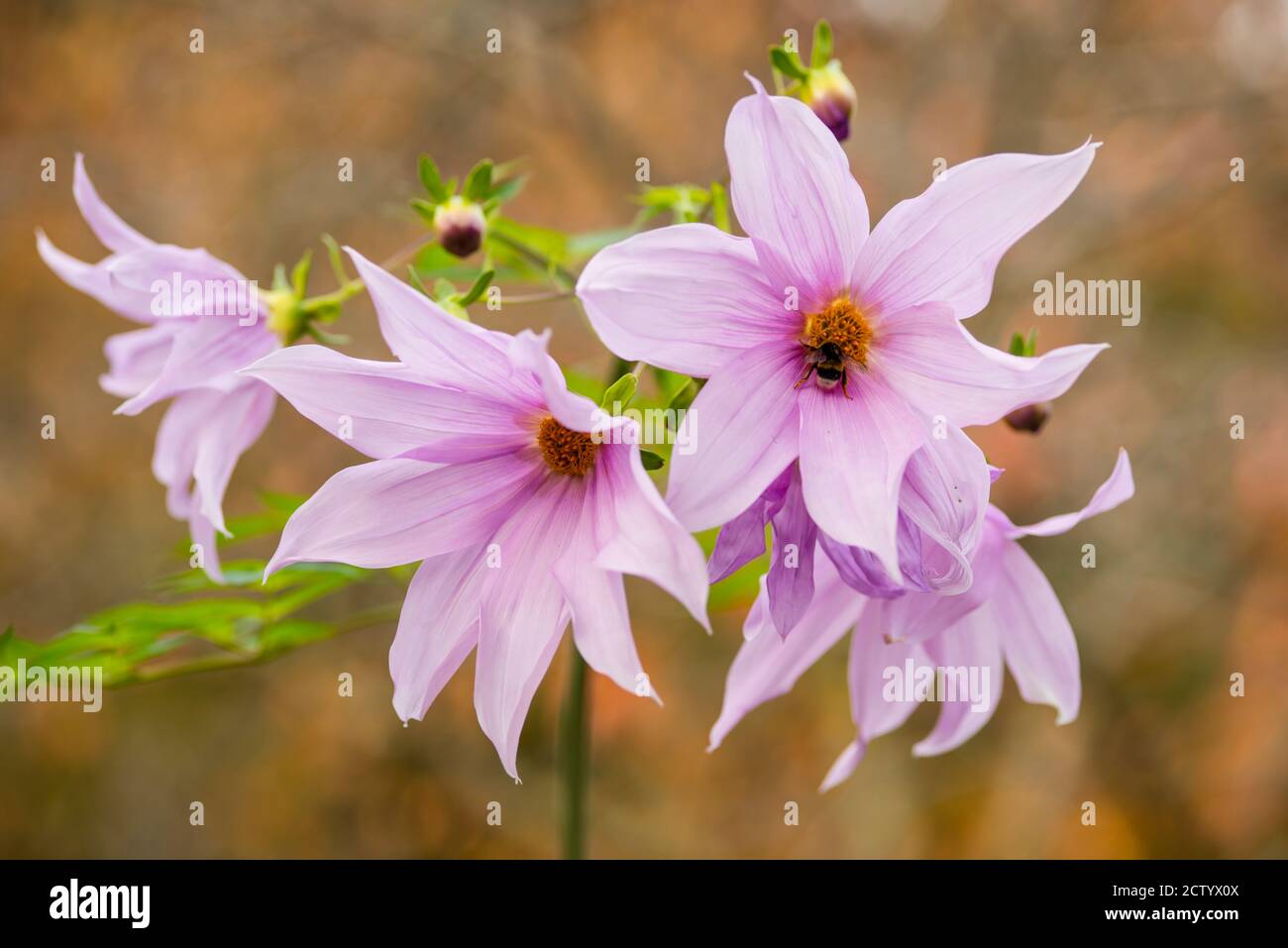Winterblumen von Dahlia imperialis, Glockenbaum Dahlia, 8-10 Meter hoher Busch aus Mexiko, Mittelamerika und Kolumbien. Stockfoto