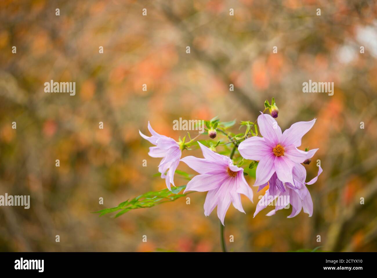 Winterblumen von Dahlia imperialis, Glockenbaum Dahlia, 8-10 Meter hoher Busch aus Mexiko, Mittelamerika und Kolumbien. Stockfoto