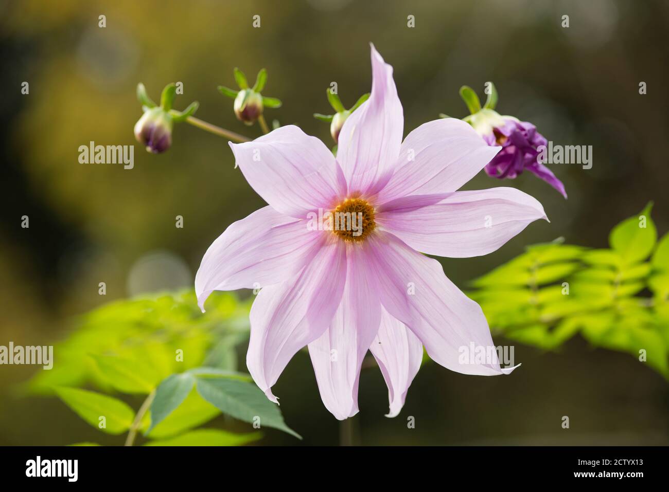 Winterblumen von Dahlia imperialis, Glockenbaum Dahlia, 8-10 Meter hoher Busch aus Mexiko, Mittelamerika und Kolumbien. Stockfoto