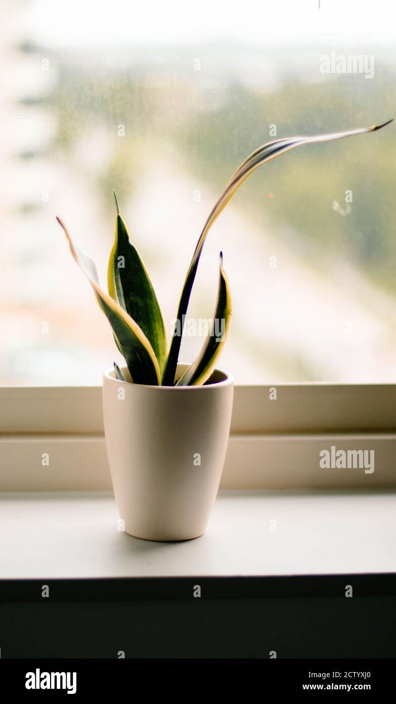 Kleine Schlange Zimmerpflanze auf Fensterleiste Stockfoto