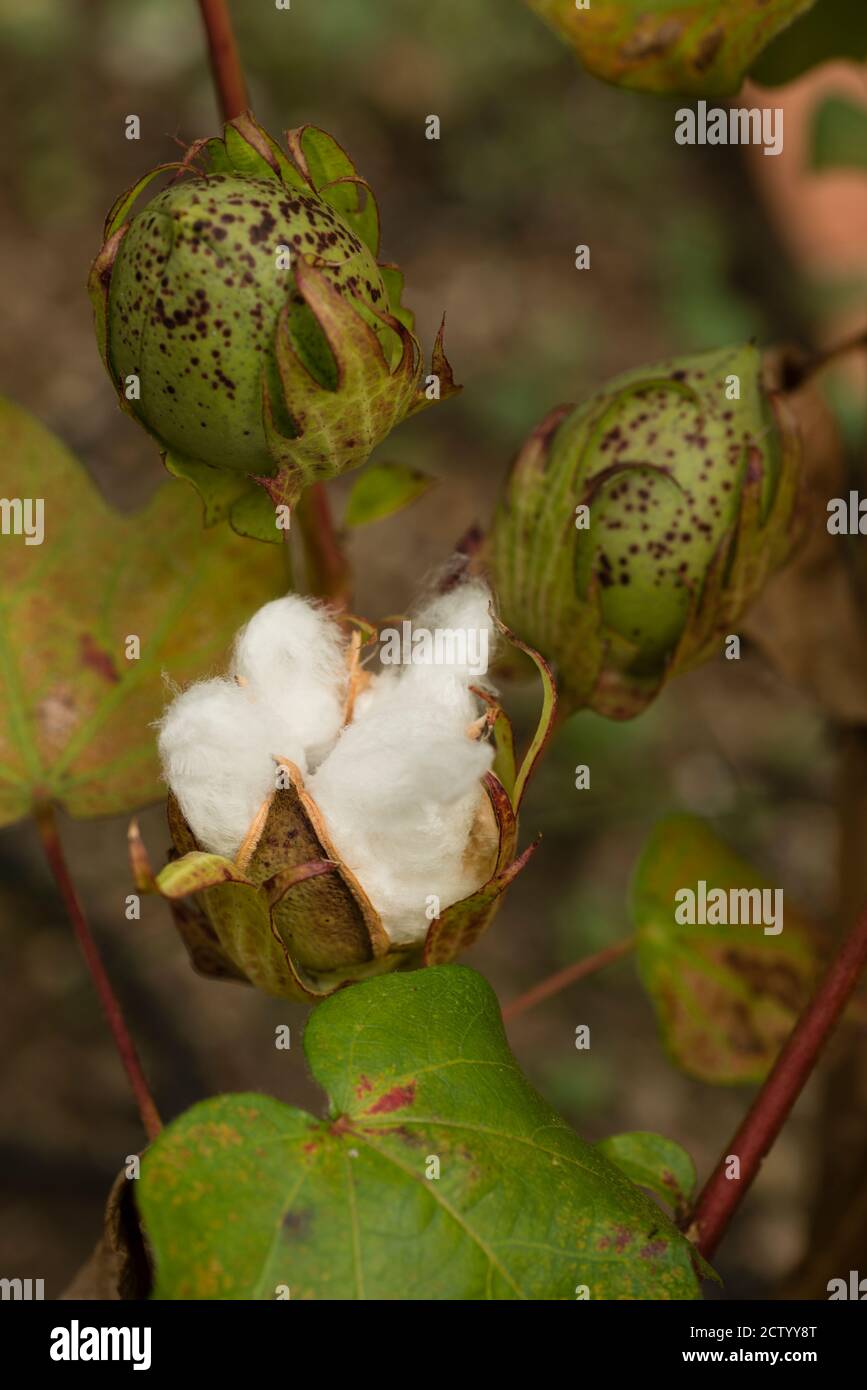 Endung Von Reifen Baumwollbollen, Baumwollpflanze Gossypium Blume