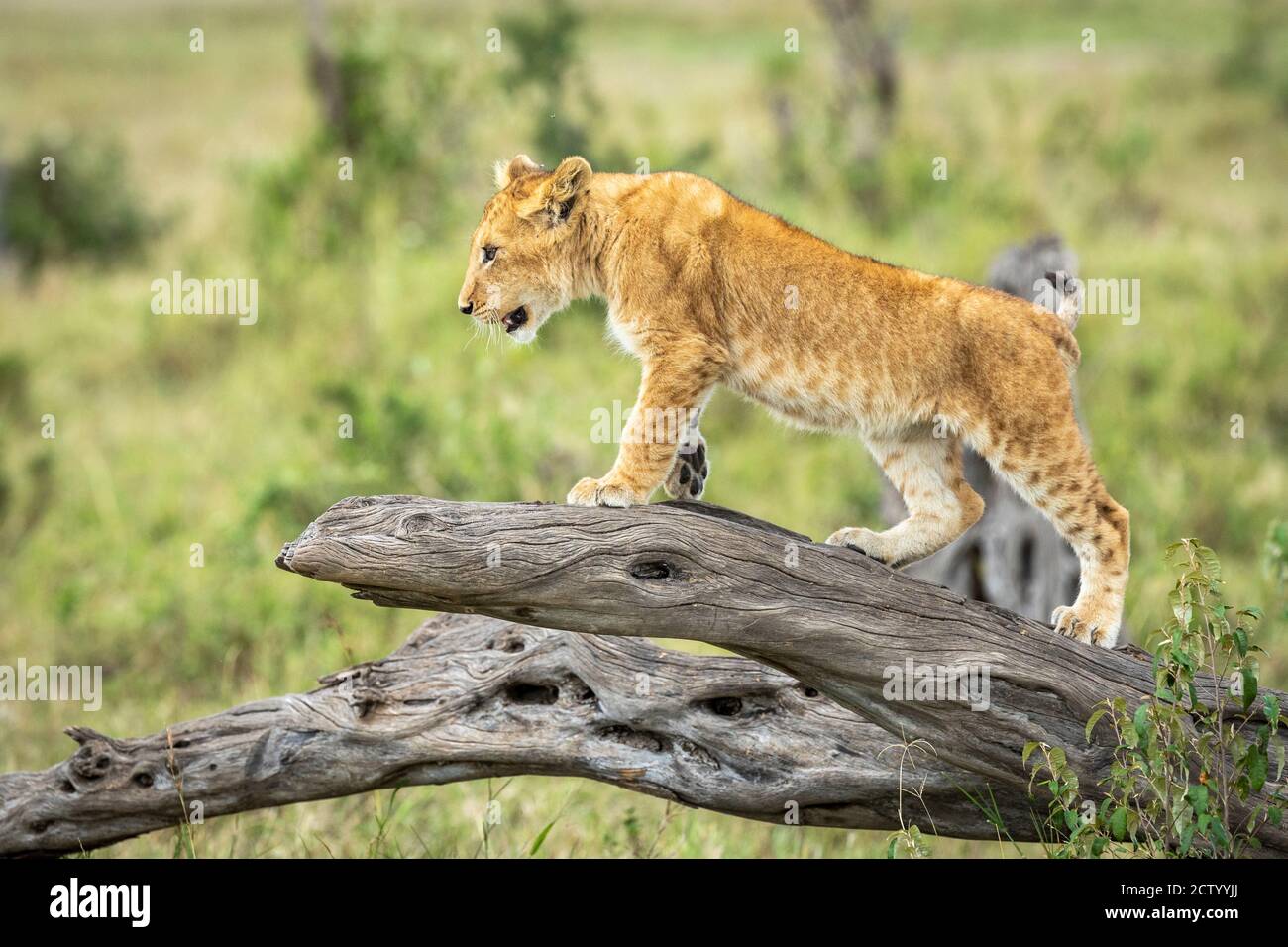 Neugieriges Löwenjunges, das einen toten Baum mit grünem Busch klettert Im Hintergrund in Masai Mara in Kenia Stockfoto