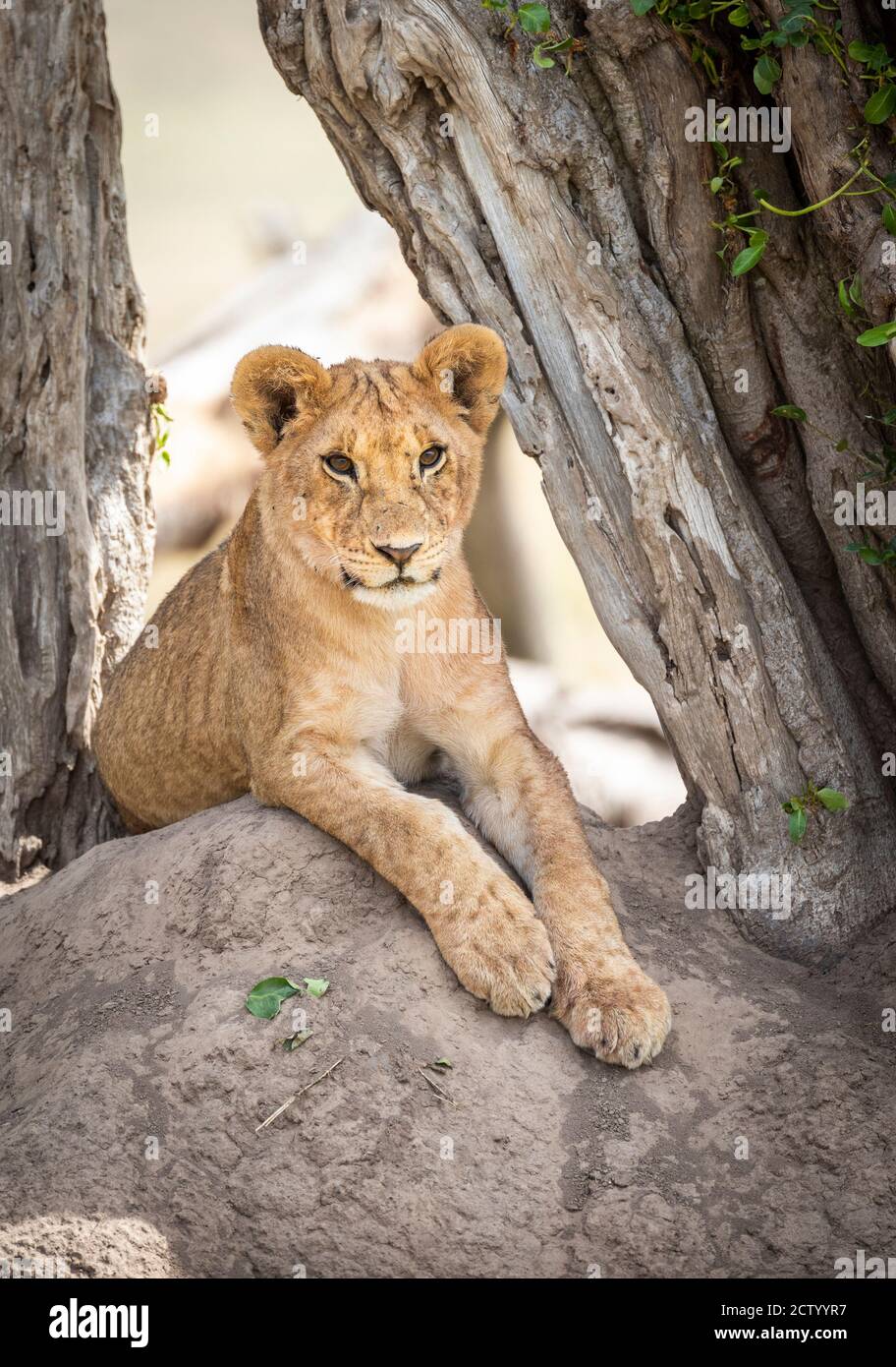 Vertikales Porträt eines Löwenjungen, das auf einer Termite sitzt Hügel unter einem toten Baum in Masai Mara in Kenia Stockfoto