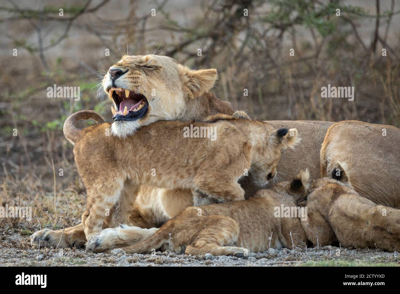 Löwin Mutter und ihre drei kleinen Löwenjungen füttern Ndutu in Tansania Stockfoto