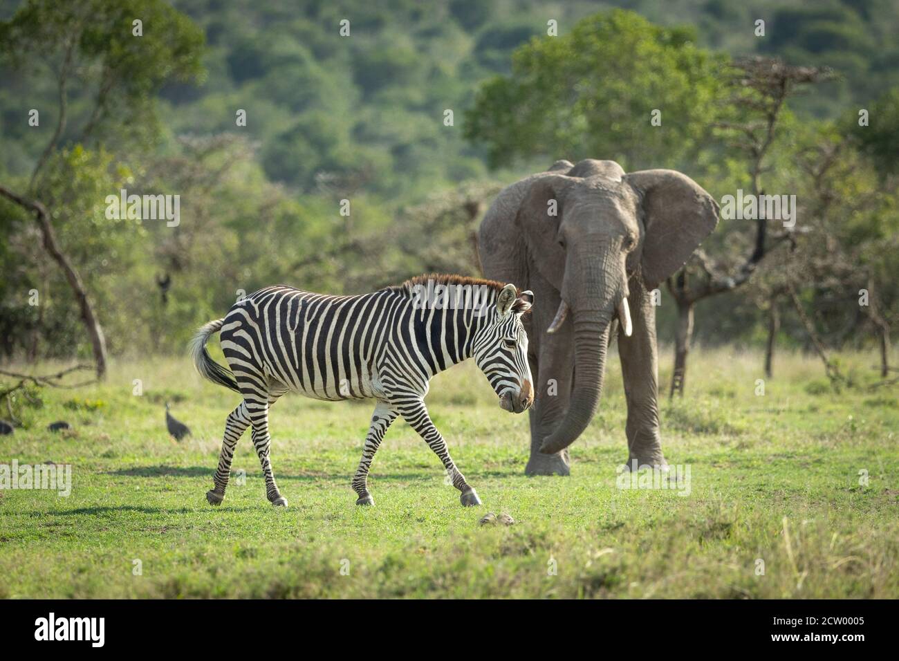 Zebra beim Wandern mit Elefant im Hintergrund in Ol Pajeta In Kenia Stockfoto