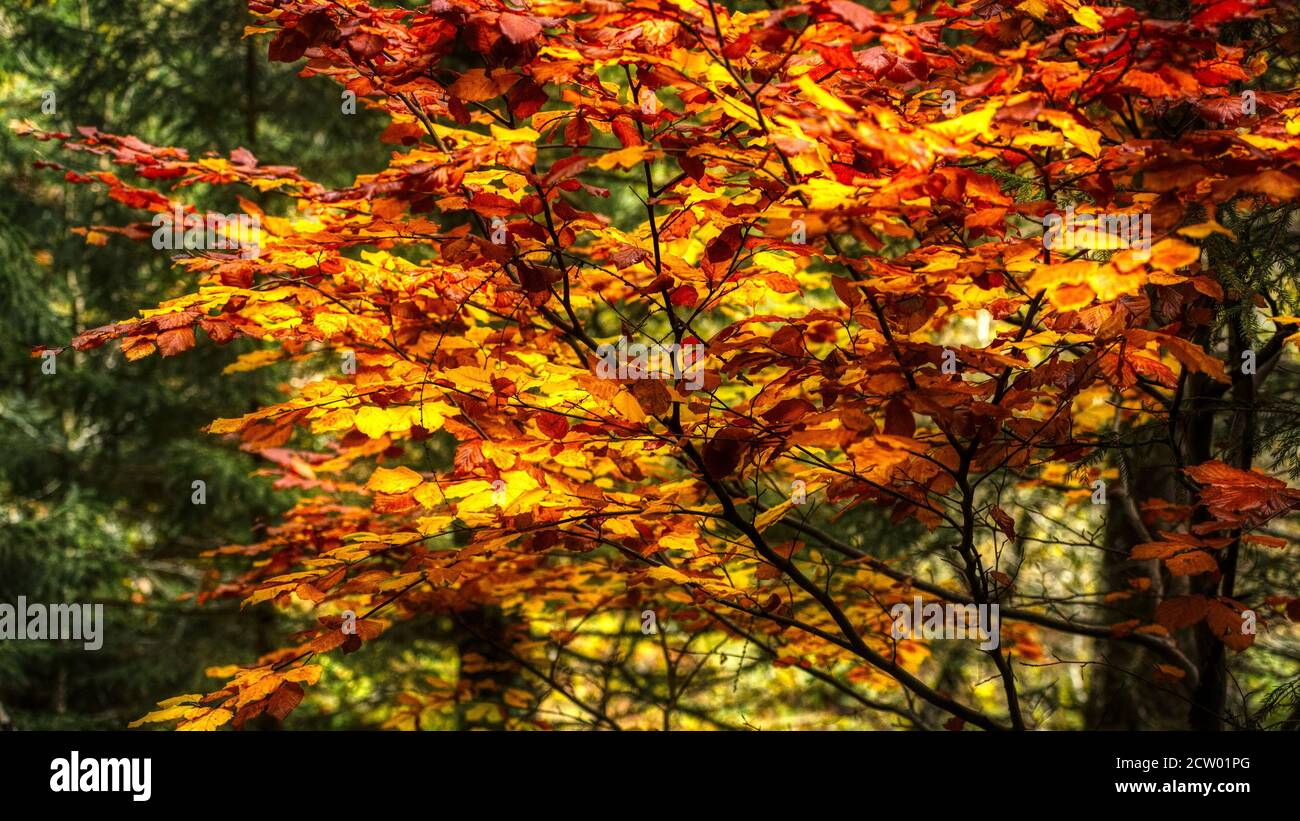 Helle Farben der Pflanzen in der Herbstsaison Stockfoto