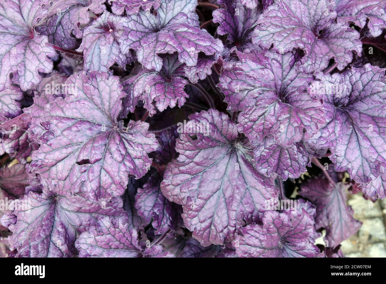 Dunkles Lila Blätter Heuchera „Plum Royale“ Lila Heuchera Stockfoto