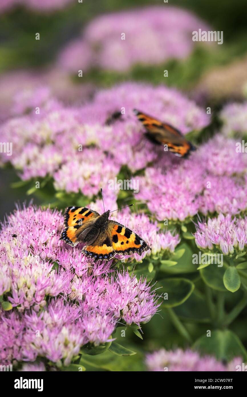 Kleine Tortoiseshell Schmetterlinge Aglais urtica Fütterung von den Blumen einer Sedum-Pflanze. Stockfoto
