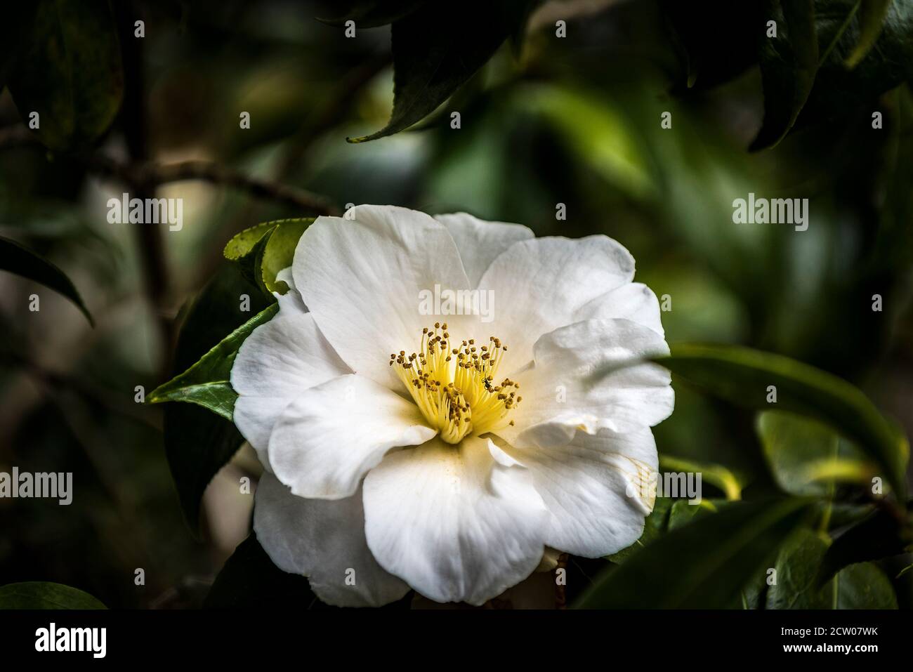 Camellia japonica weiß. Stockfoto