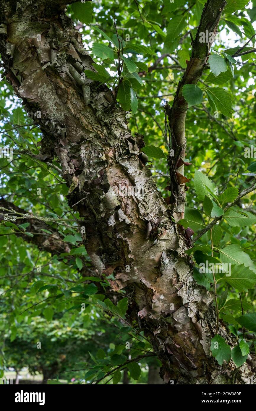 Die schälende Rinde einer reifen schwarzen Birke Betula nigra. Stockfoto