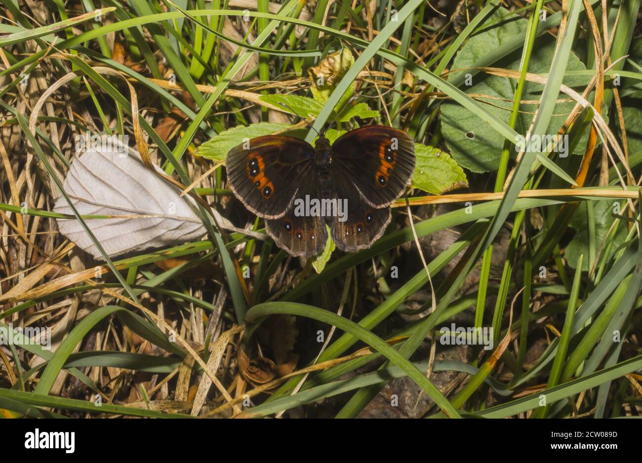 Schmetterling auf dem Rasen Stockfoto