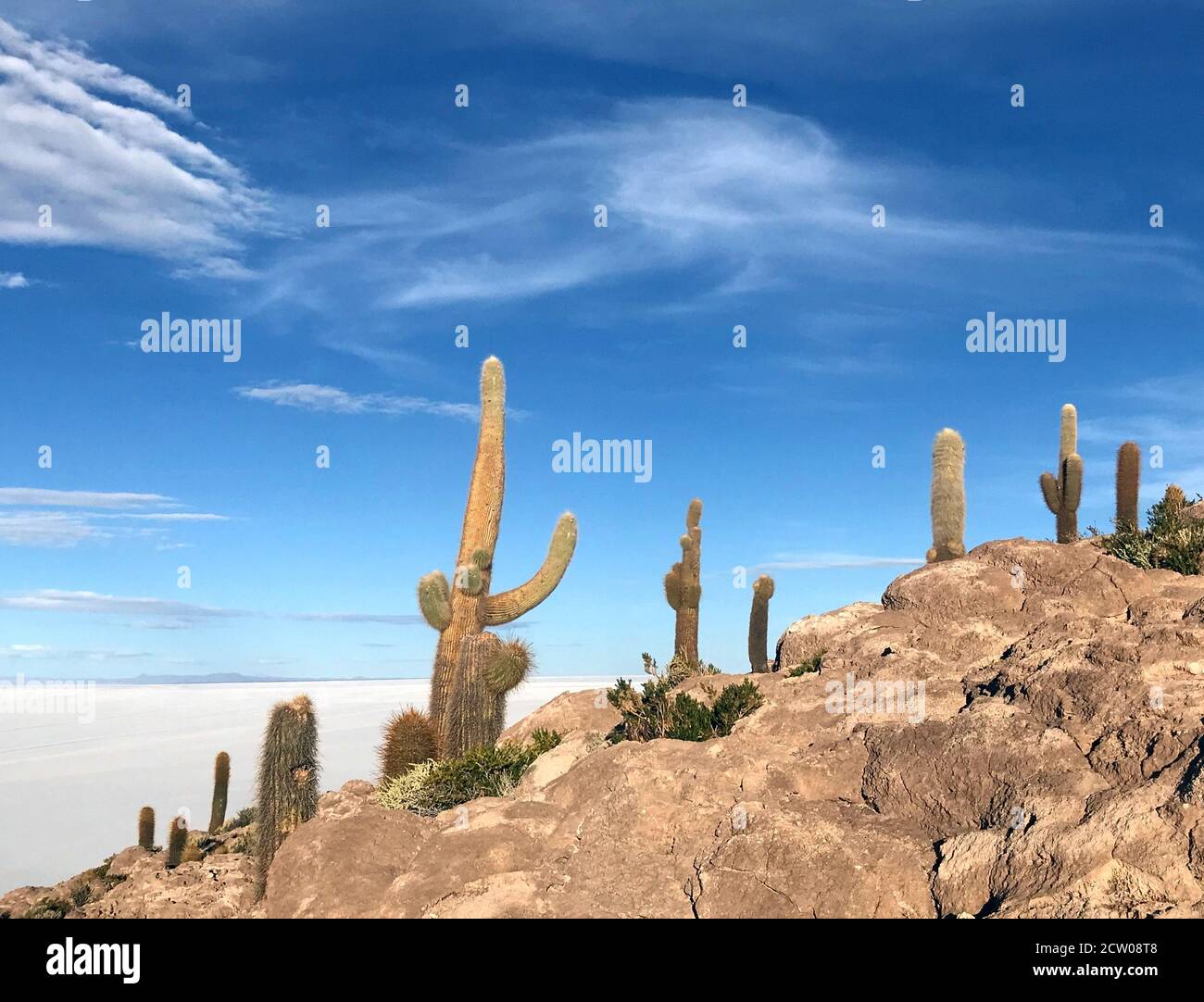 Felsige hügelige Koralleninsel Isla Incahuasi mit vielen tropischen Pflanzen Kakteen in der Salzwüste Salar de Uyuni, Bolivien, Plateau Altiplano, Südamerika Stockfoto