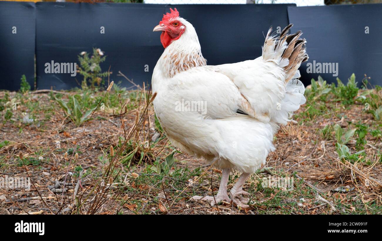 Schöne weiße Henne, in einem Hühnerstall oder Hühnerstall Stockfoto