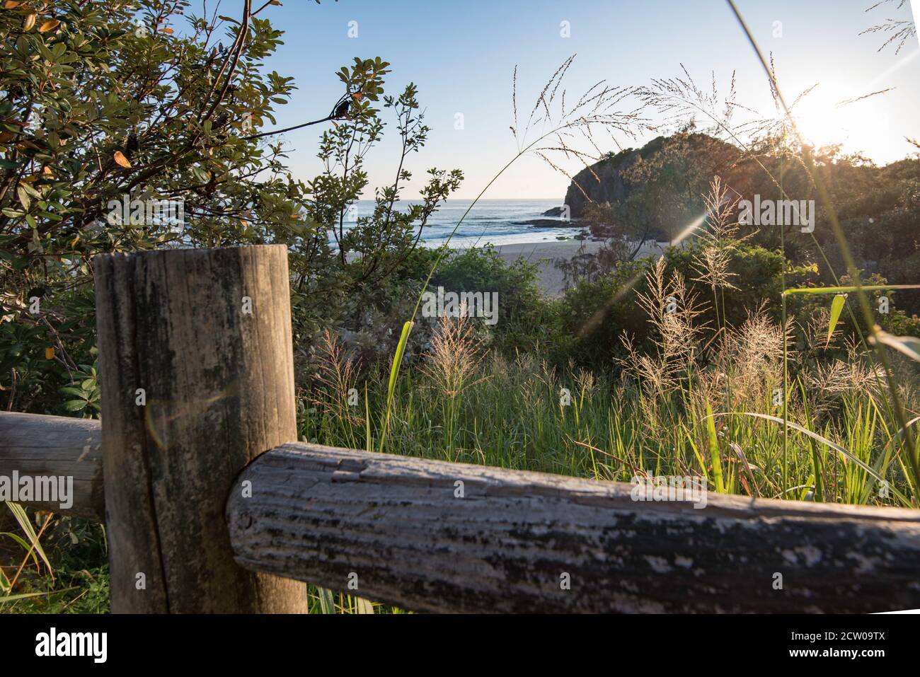 Paspalum Gras (Paspalum dilatatum) Samen stammt aus langen ungeschnittenen Grases. Im Hintergrund ist wenig Strand, Scotts Head auf der NSW Küste von Aust Stockfoto