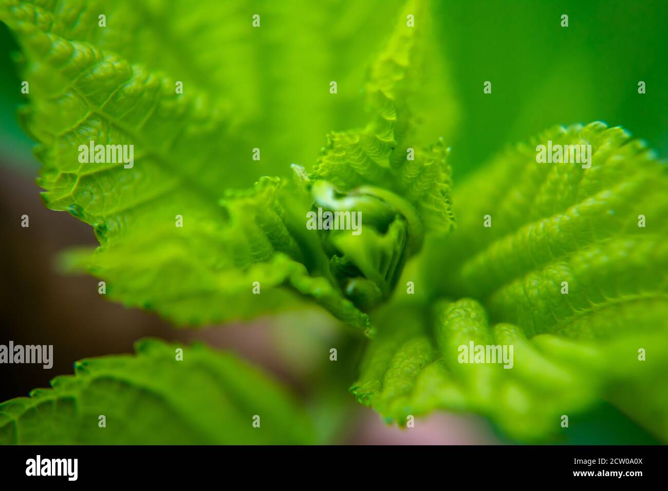 Immergrüne Blatttriebe, grün und frisch. Grüne Kiefernblätter Natur Hintergrund, flache Tiefe des Feldes Stockfoto