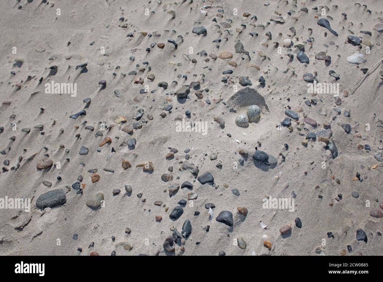 Nest von gemeinem Ringelpflüger (Charadrius hiaticula), gut getarnt gegen Sand und Felsen. Stockfoto