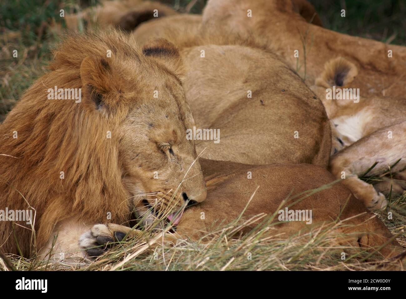 löwe in natürlicher Umgebung, gähnend und faul den Tag genießen Stockfoto