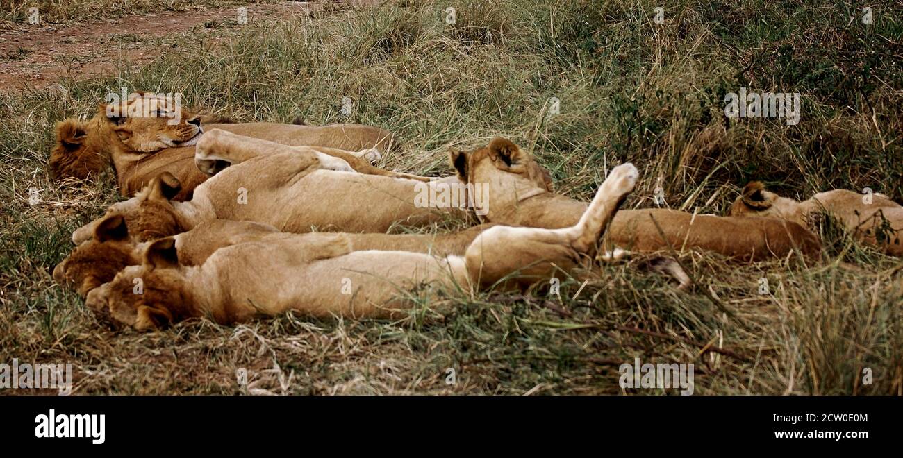 löwe in natürlicher Umgebung, gähnend und faul den Tag genießen Stockfoto