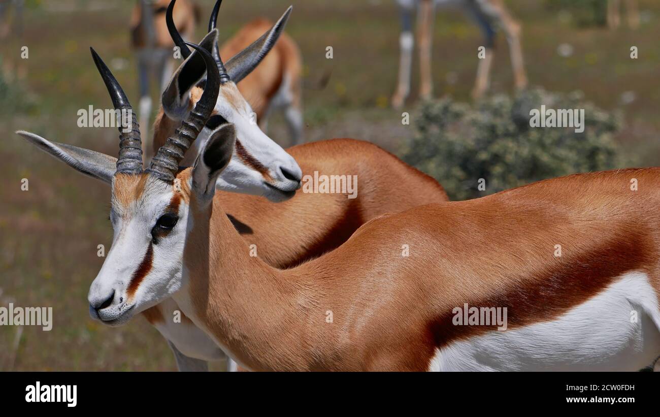 Nahaufnahme von zwei Springbok-Antilopen (antidorcas marsupialis), die dicht beieinander auf einer Wiese im Etosha National Park, Namibia, stehen. Stockfoto