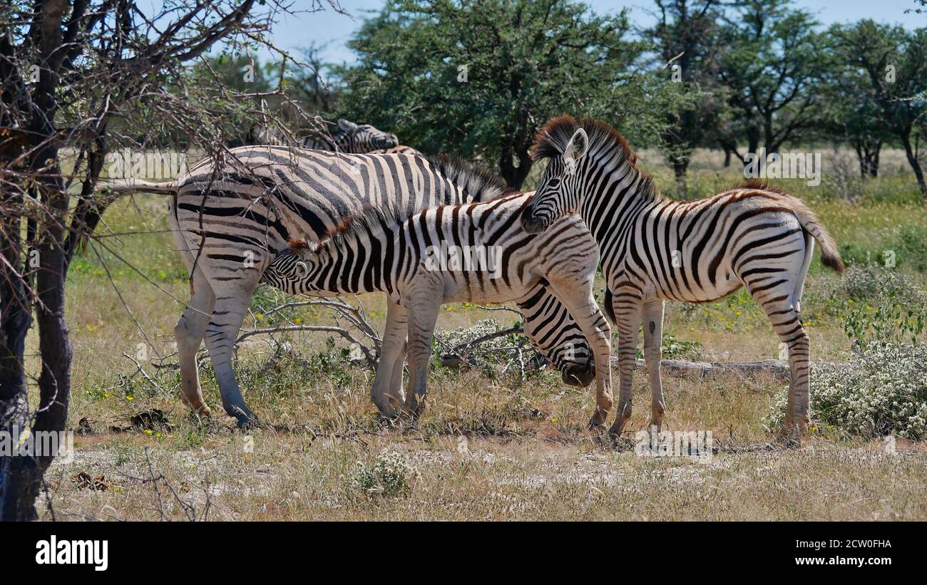 Weibliche gestreifte Zebras (equus quagga, auch gewöhnliches Zebra) mit ihren Nachkommen, die einen von ihnen säugen, im Etosha National Park, Namibia. Stockfoto