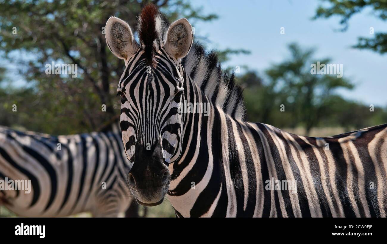 Nahaufnahme auf Gesicht und Rückseite des gestreiften Zebras (equus quagga, gemeines Zebra) mit einem weiteren Zebra im Hintergrund im Etosha Nationalpark, Namibia. Stockfoto