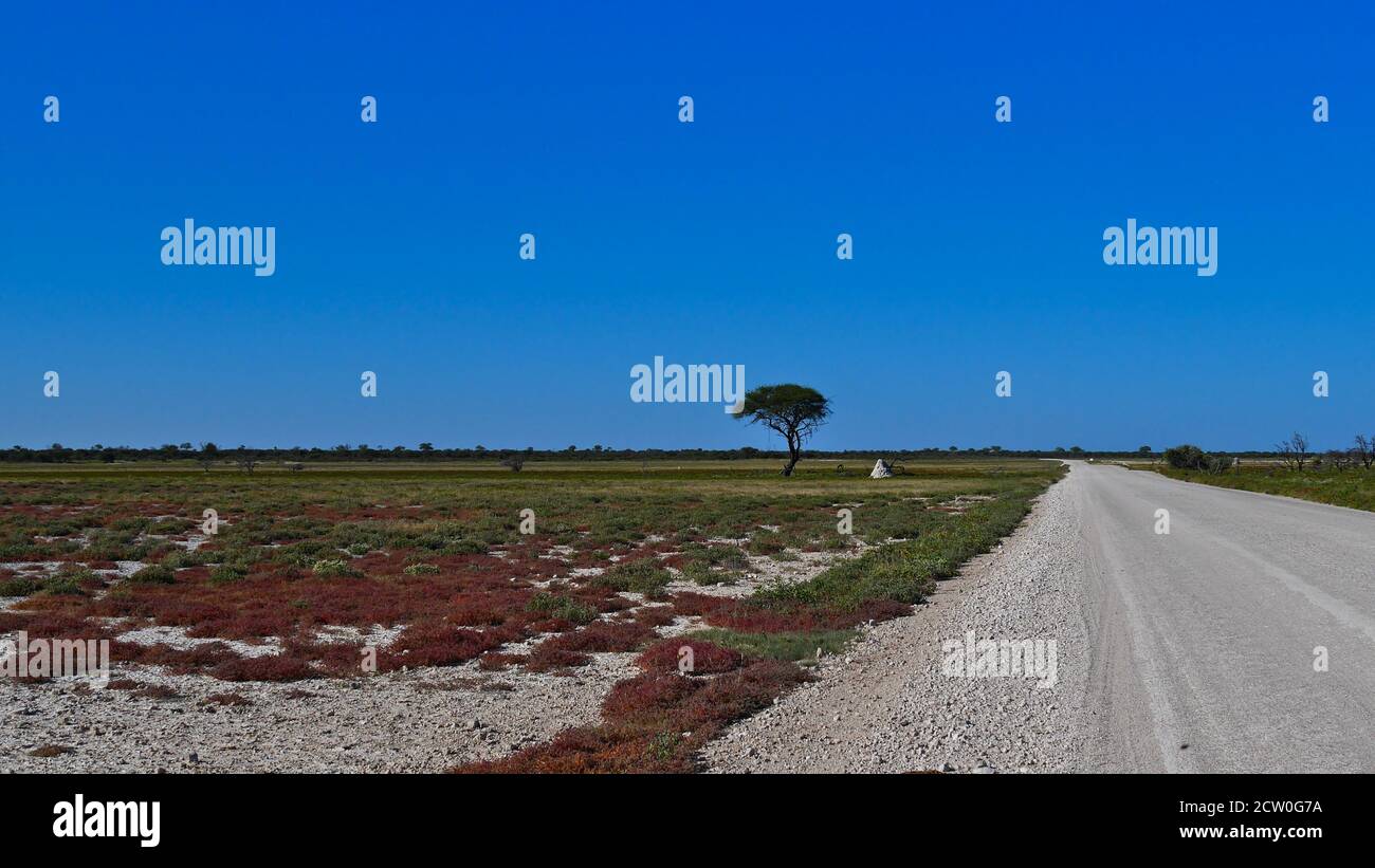 Einstehende Akazienbäume auf Grasland mit Termitenhügel neben der Schotterstraße zwischen Namutoni und Halali Camps im Etosha Nationalpark. Stockfoto