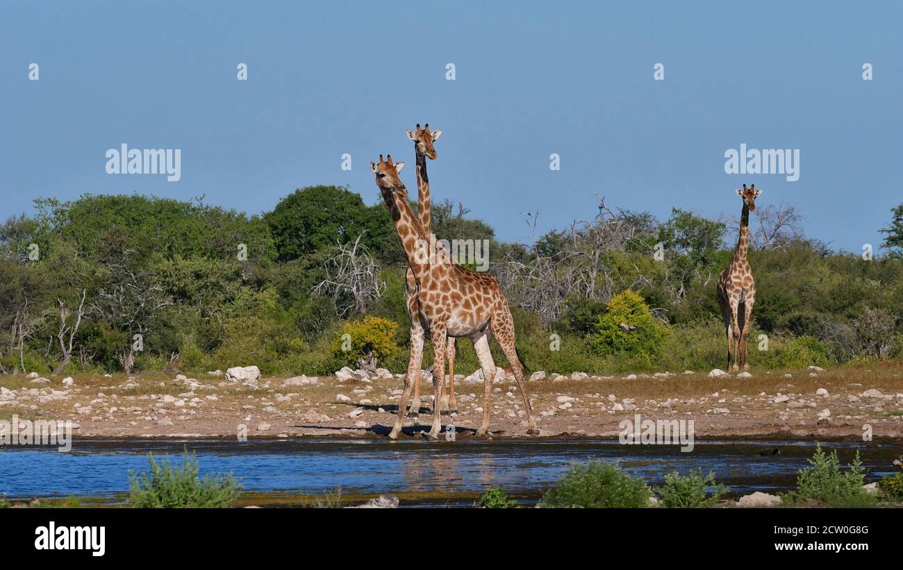 Zwei angolanische Giraffen (Giraffa camelopardalis angolensis, namibische Giraffe) mit verdrehtem Hals am Namutoni Wasserloch im Etosha Nationalpark. Stockfoto