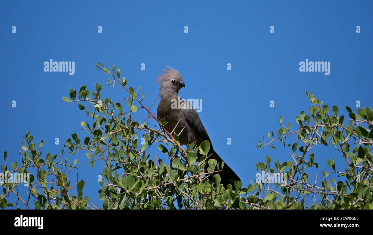 Grauer Wegvogel (corythaixoides concolor, grauer lourie, grauer Loerie), der auf einem Zweig eines Baumes mit Blättern in der Kalahari-Wüste, Etosha, Namibia sitzt. Stockfoto
