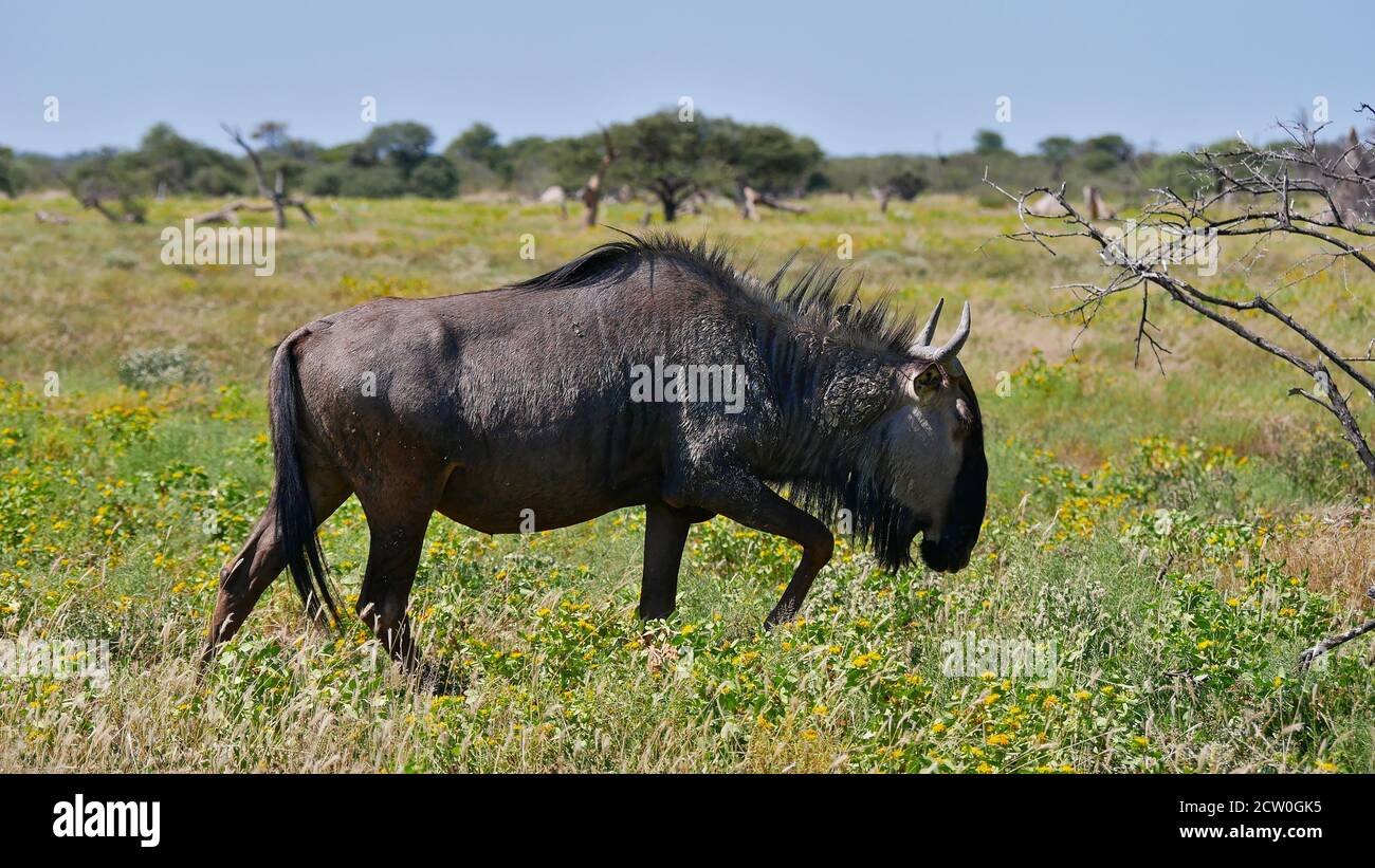 Seitenansicht der blauen Gnus-Antilope (connochaetes taurinus, brindled gnu) beim Spaziergang durch Grasland, Etosha National Park, Namibia. Stockfoto