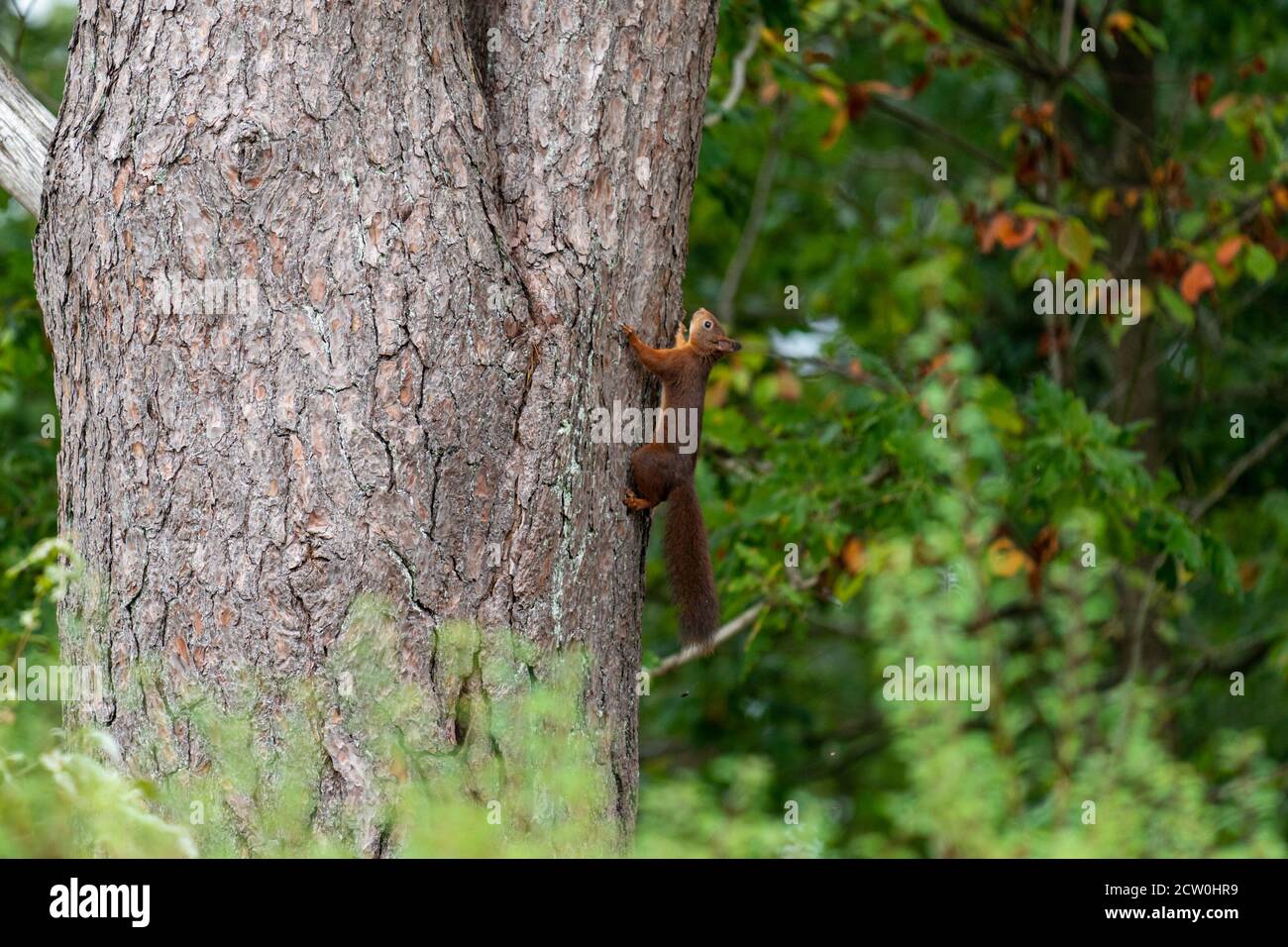 Red Squirrel Kletterbaum in Schweden Stockfoto