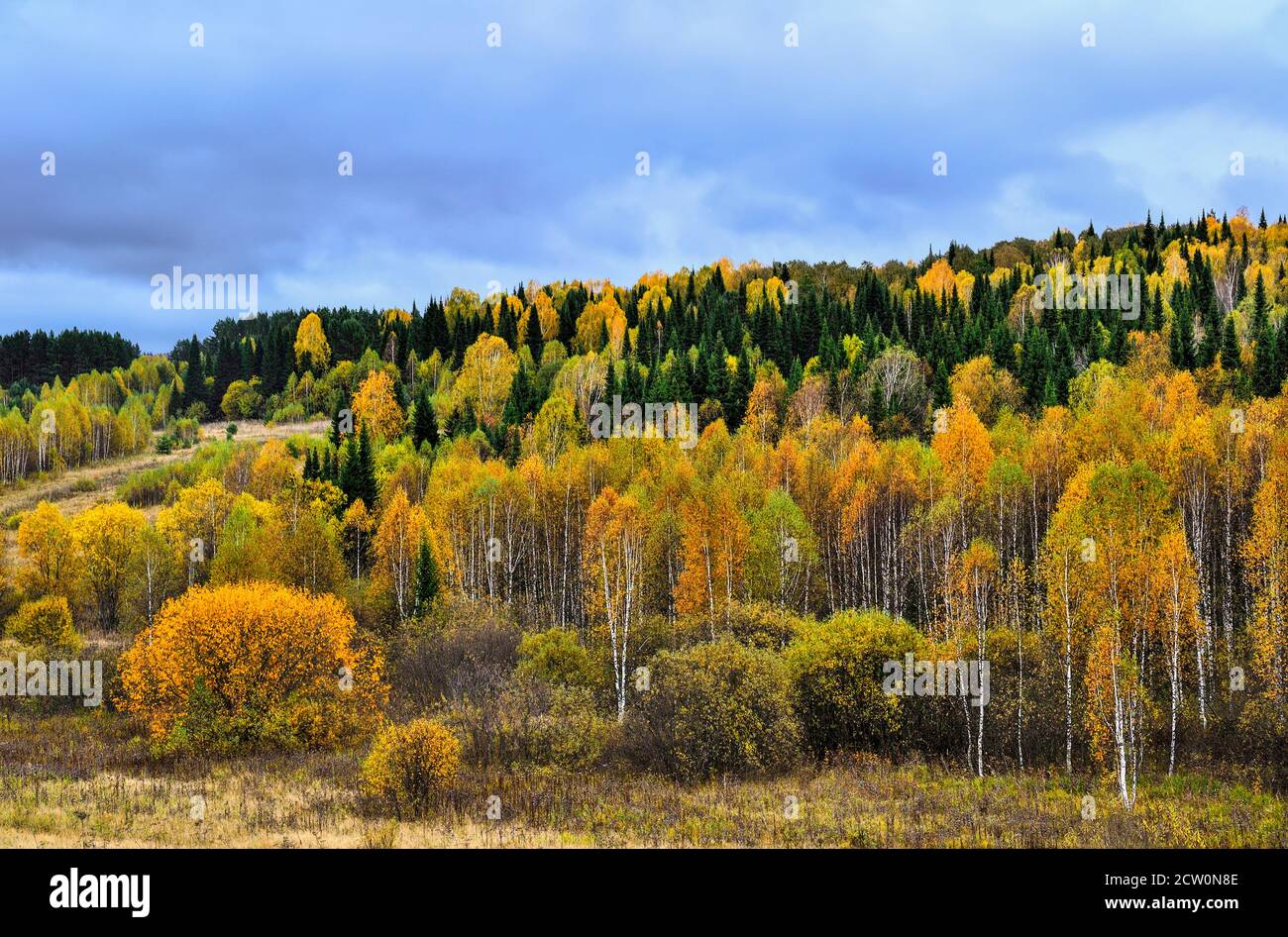 Helle und bunte Herbstlandschaft. Wald auf einem Hügel in einer luxuriösen Dekoration, golden, rot, orange Laub von deсiduous Bäumen, grünen Nadelbäumen Stockfoto