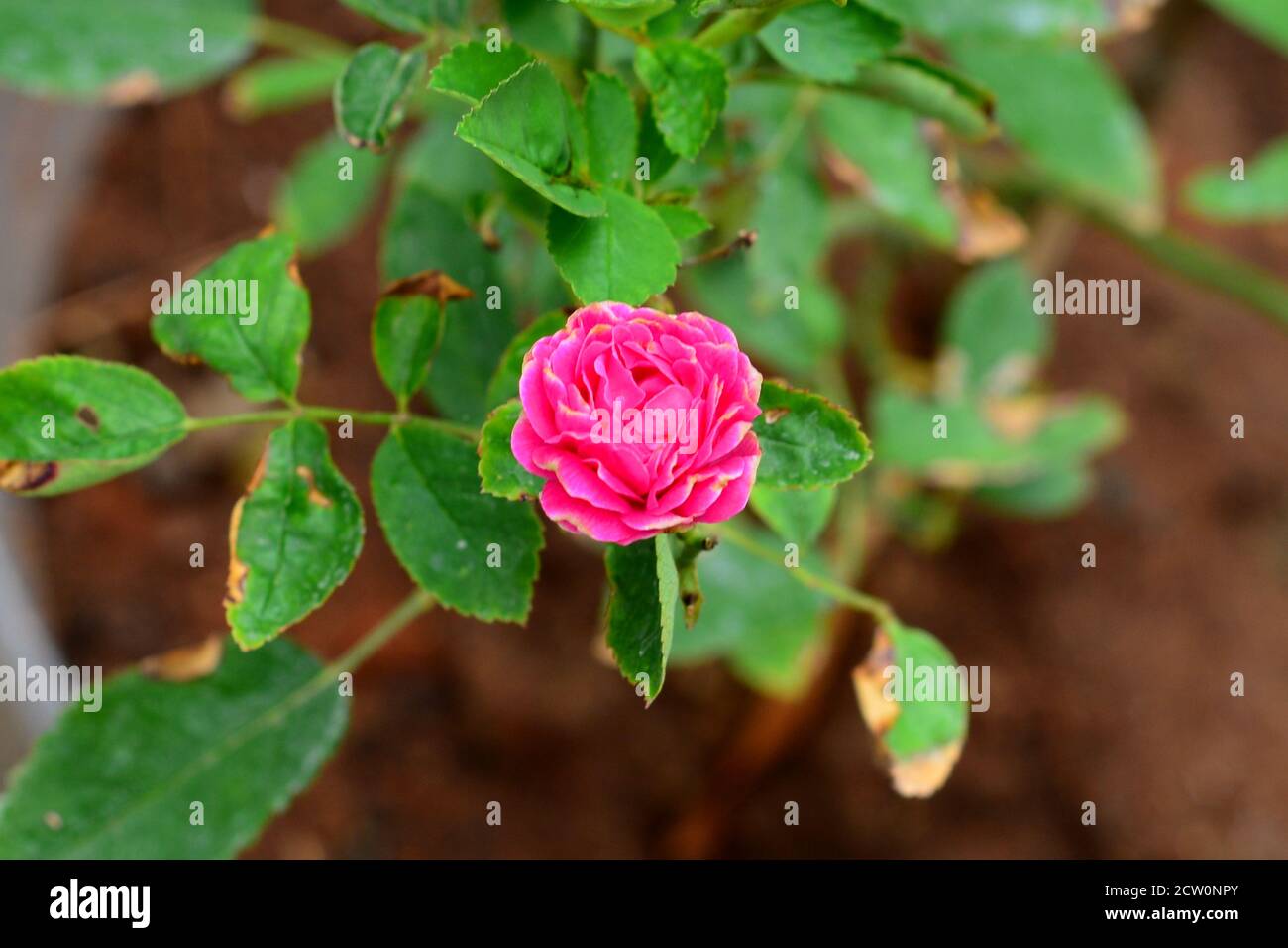 Eine einzelne kleine rosa Knopfrose mit einem Kontrast grünen Blatt Hintergrund an einem regnerischen Morgen. Stockfoto