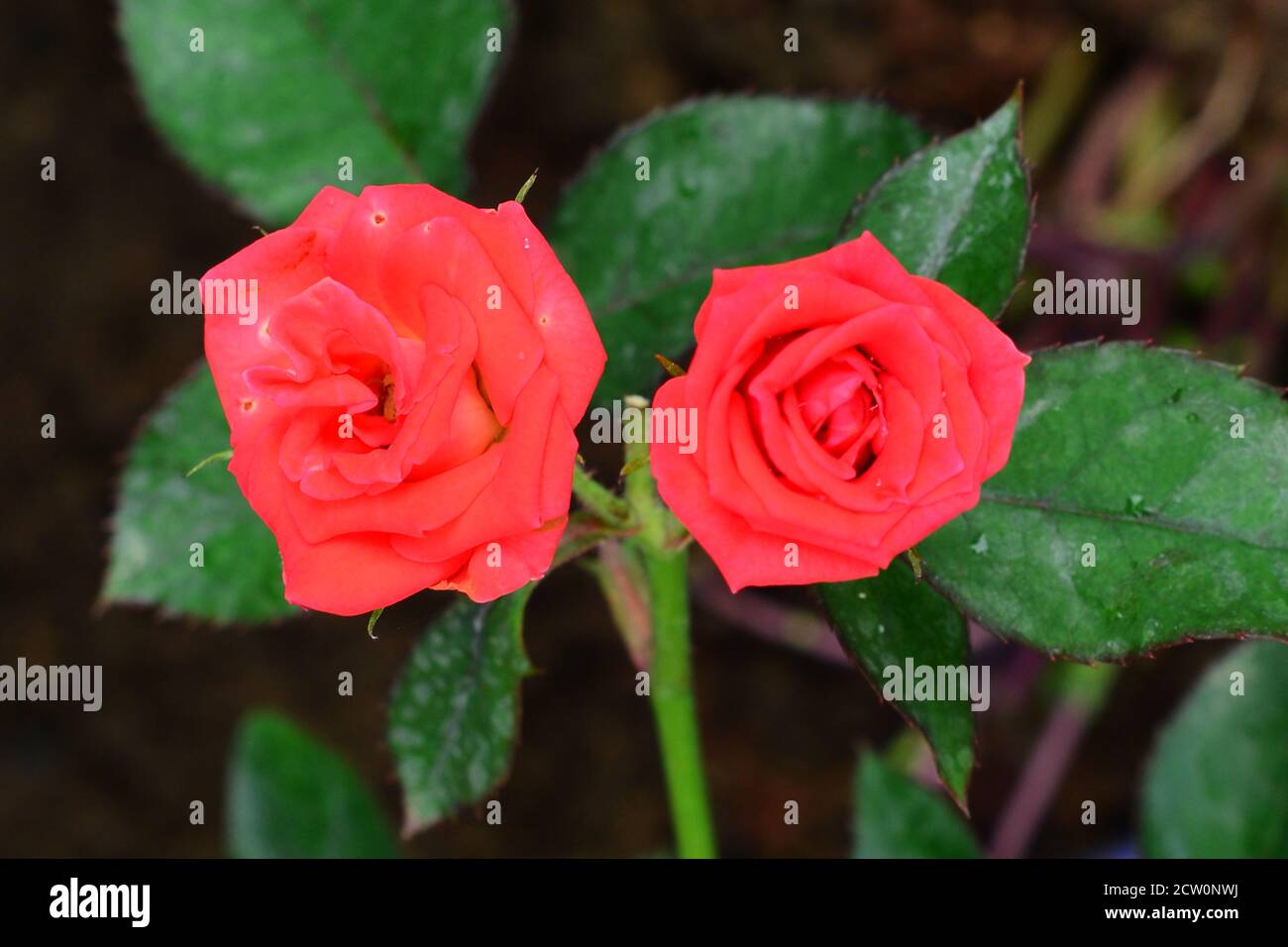 Ein paar Rosen blühten nach einem regnerischen Tag mit einem Kontrast grünen Blättern Hintergrund. Stockfoto