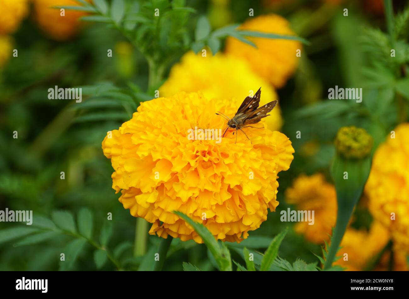 Ein kleiner Schmetterling bestäubt eine gelbe afrikanische Ringelblume Stockfoto