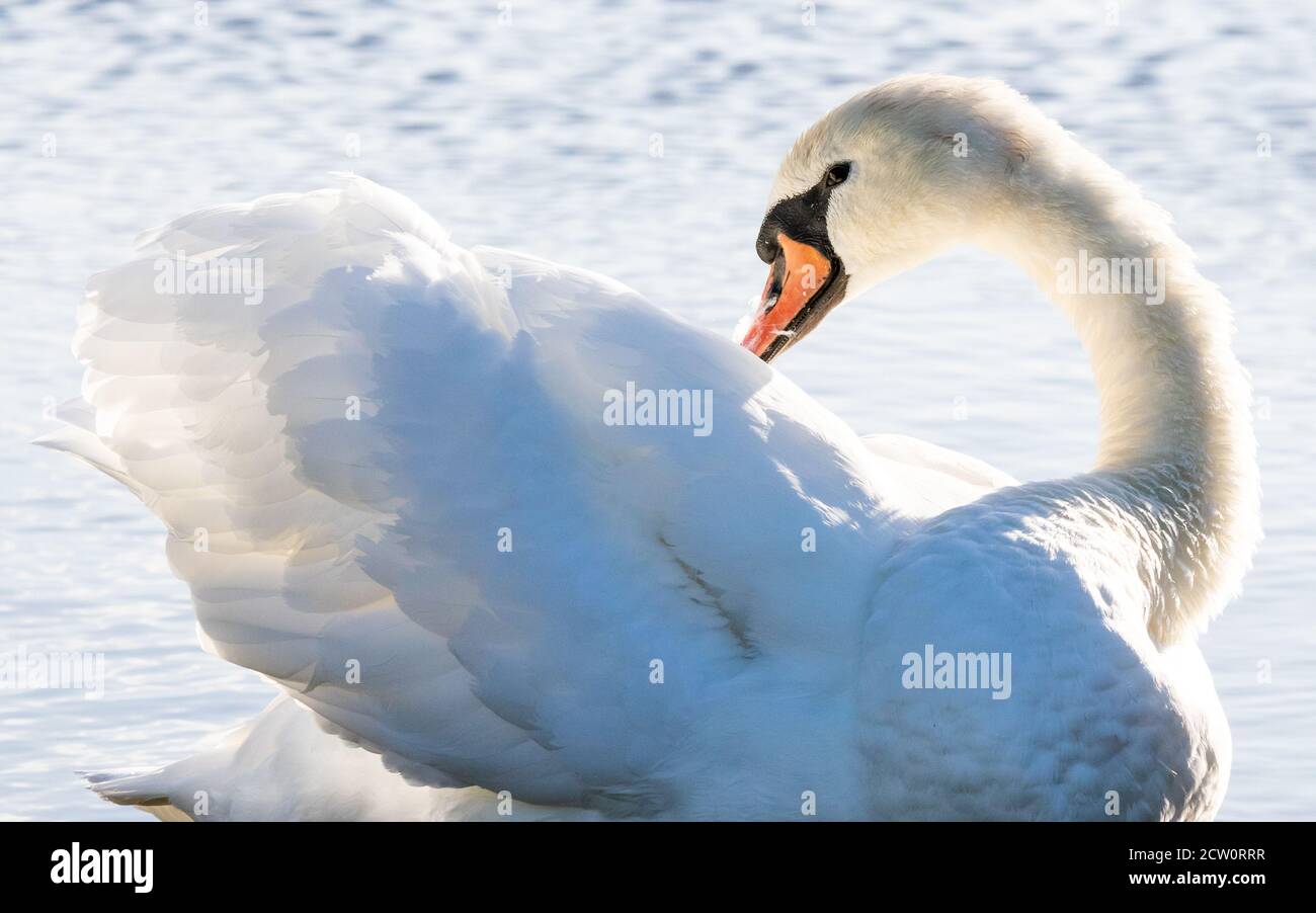 Ein schöner Stumme Schwan preens seine Federn auf einem Teich in Bushy Park, West London Stockfoto