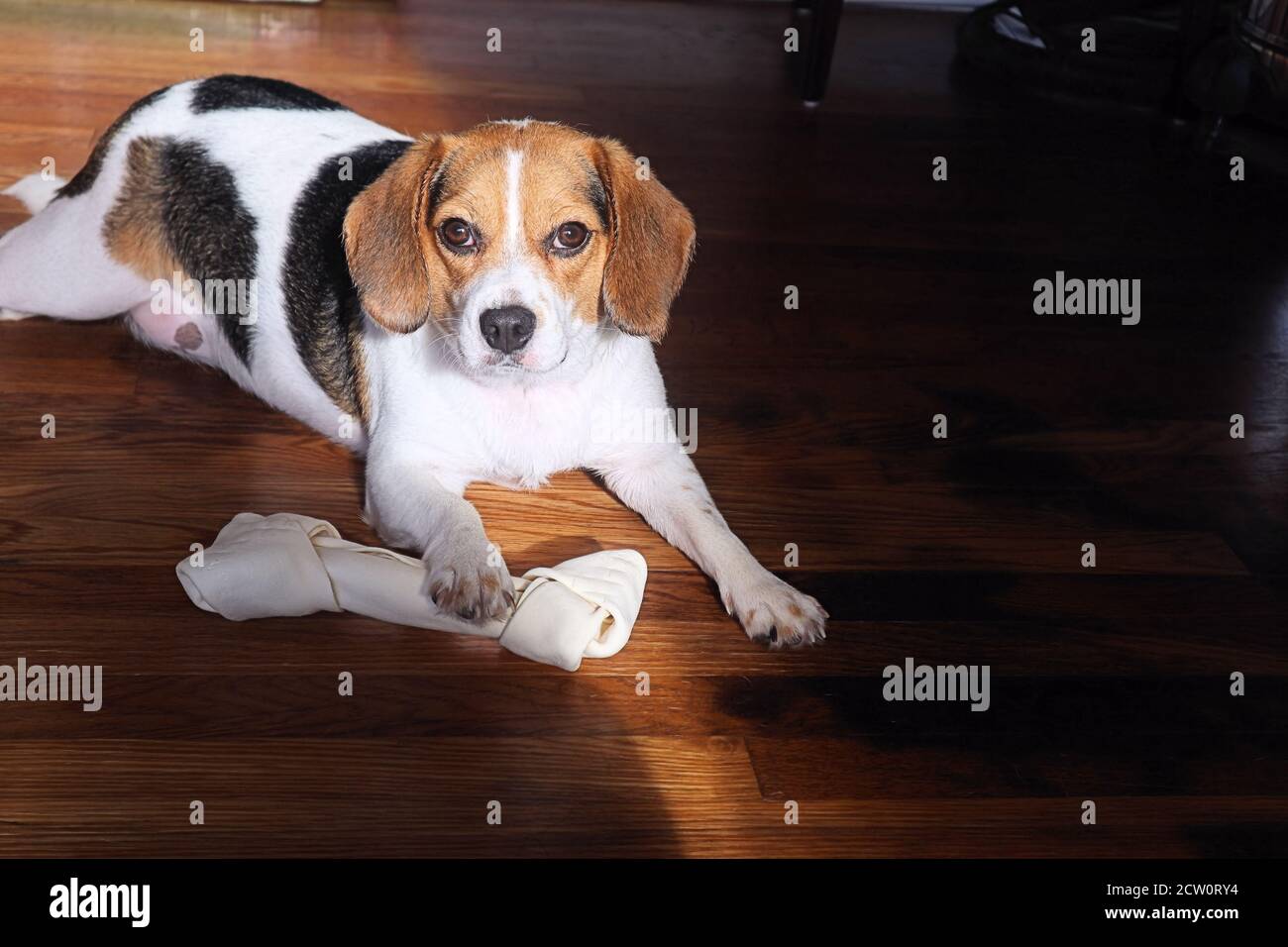 Hund mit Knochen Stockfoto