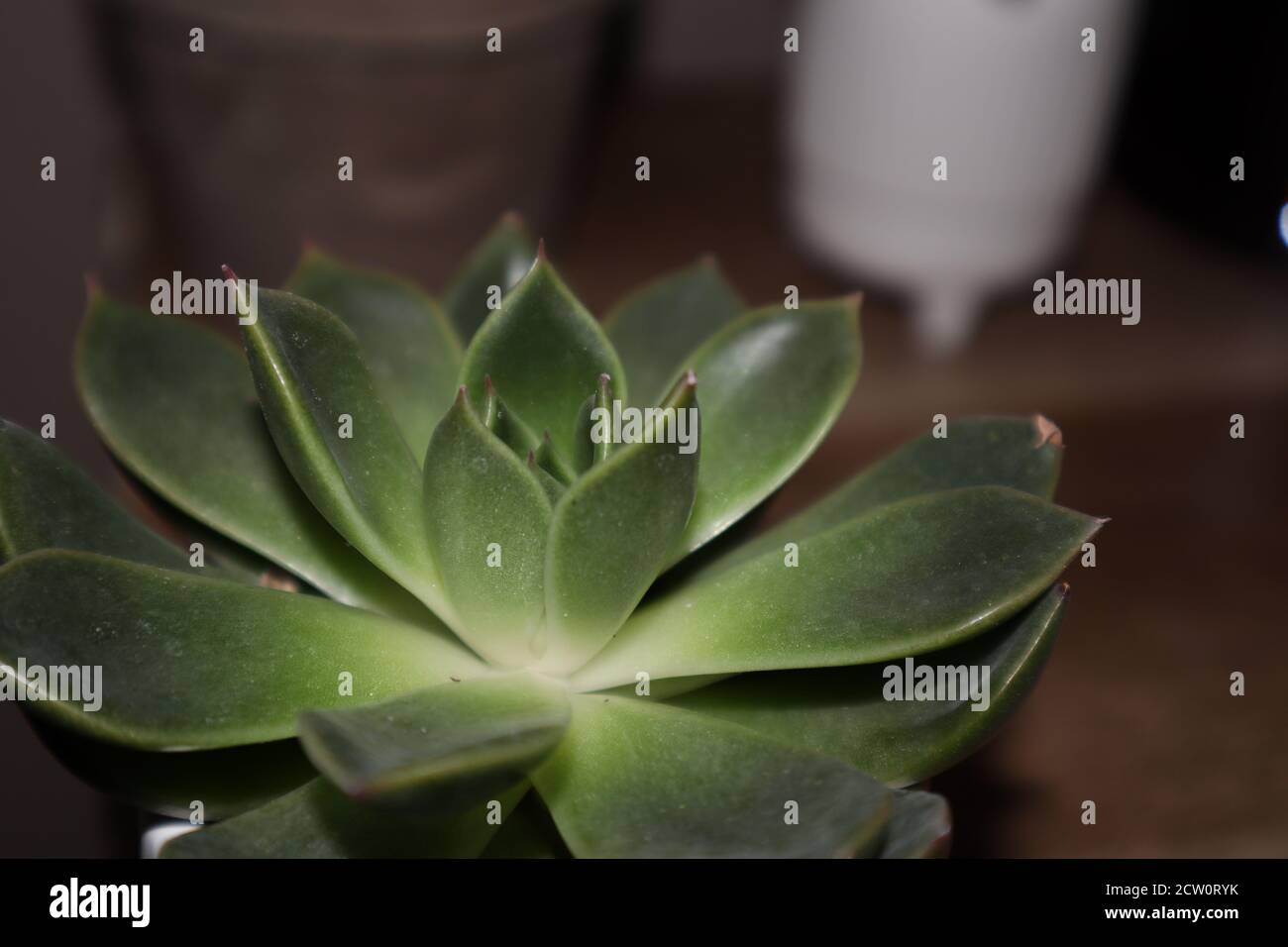 Kleine Sukkulente Stockfoto