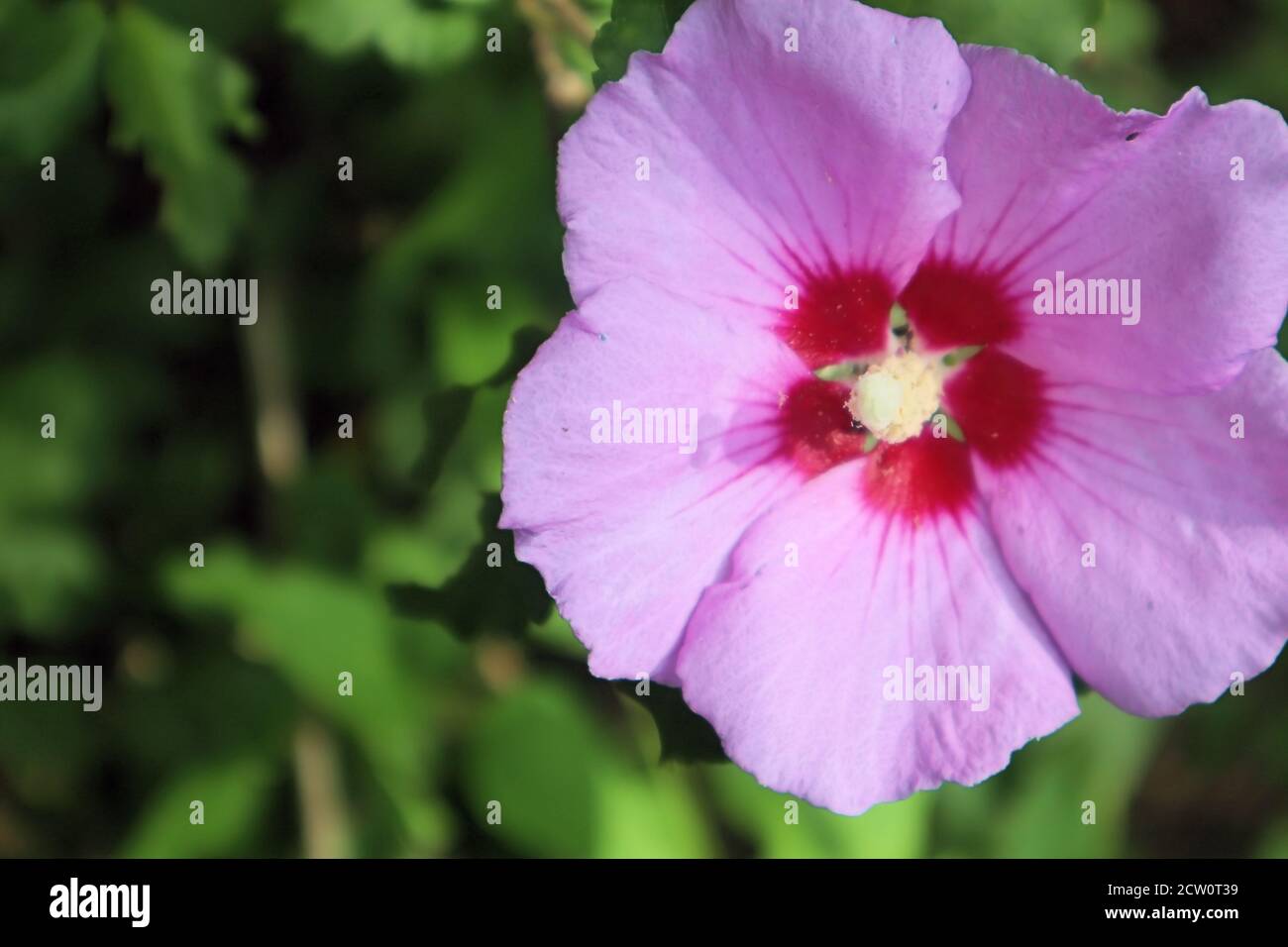 Hibiskus Stockfoto