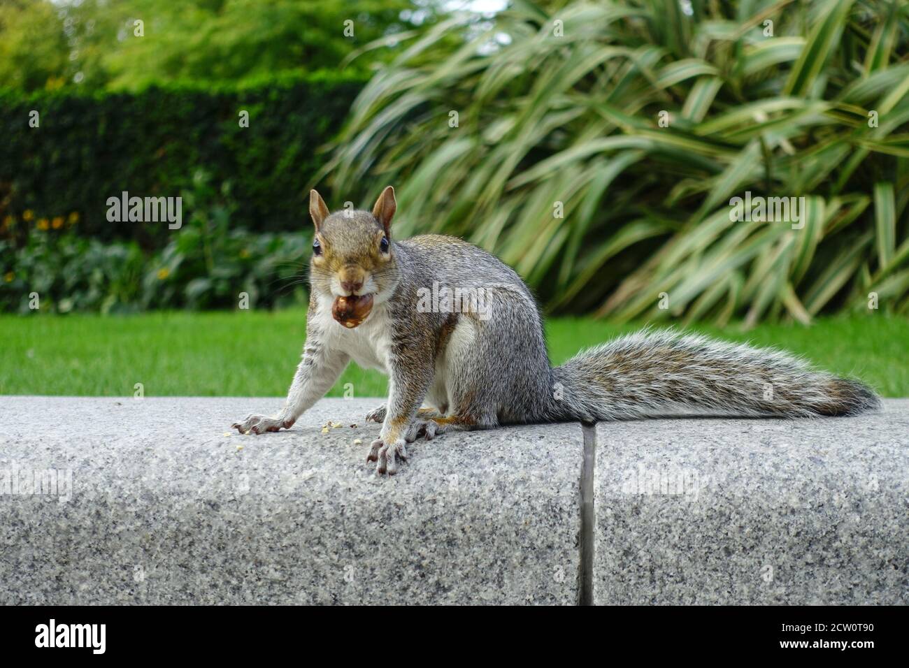 Graues Eichhörnchen hält eine Nuss im Mund, ängstlich Eichhörnchen essen Nüsse, London, Großbritannien Stockfoto