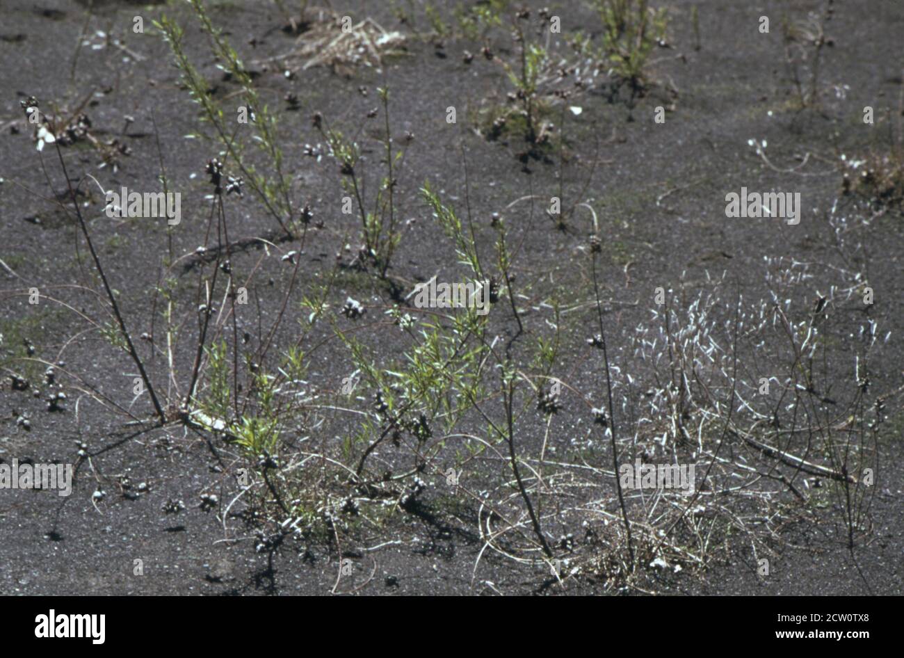 'Historische 1970er-Jahre Foto: Nachwirkungen des Abbaus von Streifen in St. David in Fulton County - fein pulverisierte Kohle oder 'lauern'. Fast nichts kann in diesem Material wachsen ca. April 1973' Stockfoto