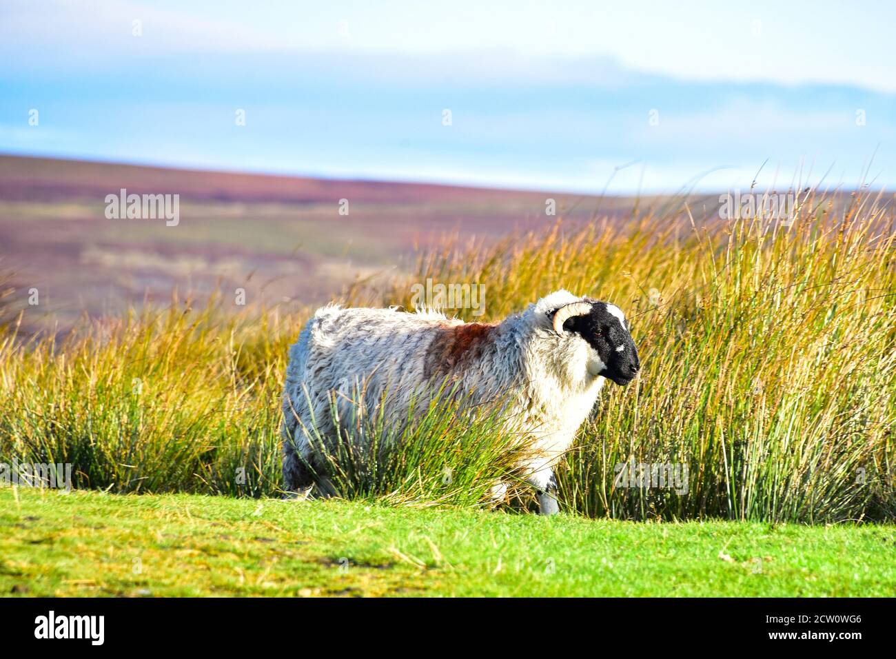 RAM, Schafe, Heptonstall Moor, Pennines, West Yorkshire Stockfoto