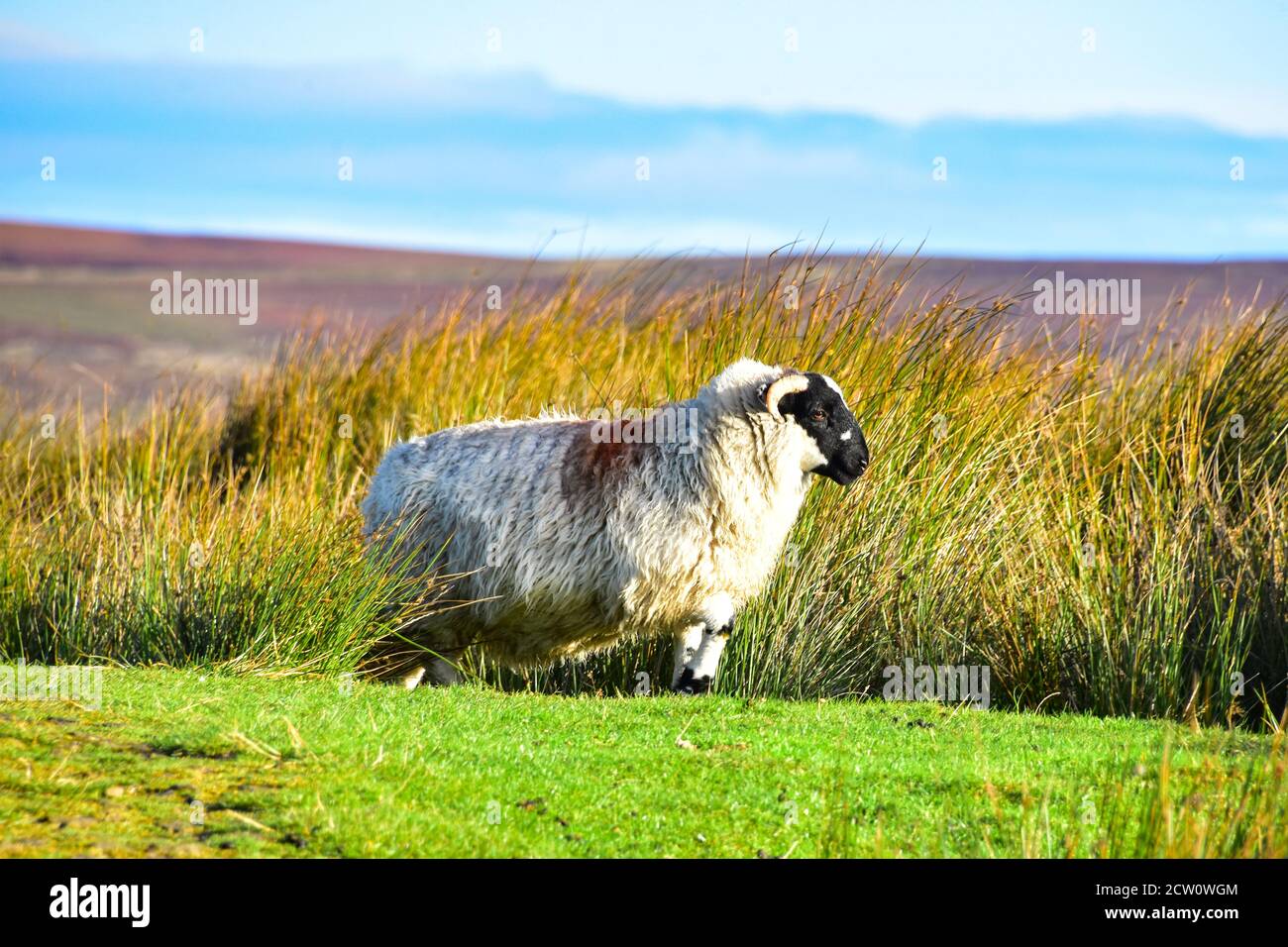 RAM, Schafe, Heptonstall Moor, Pennines, West Yorkshire Stockfoto