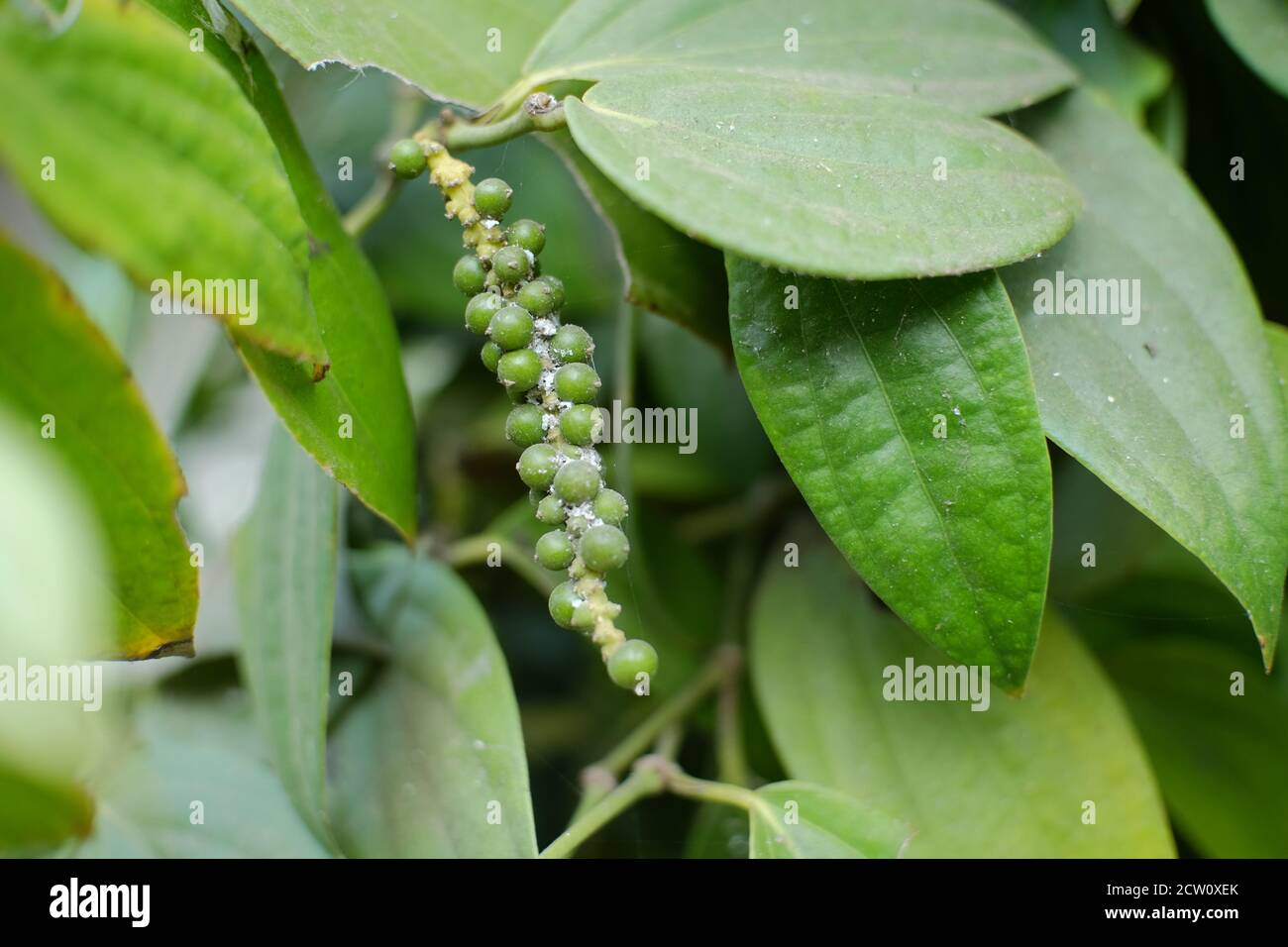 Schwarzer Pfeffer ist eine blühende Rebe aus der Familie der Piperaceae, die für ihre Frucht, bekannt als Pfefferkorn, angebaut wird, die normalerweise getrocknet und als Gewürz verwendet wird Stockfoto