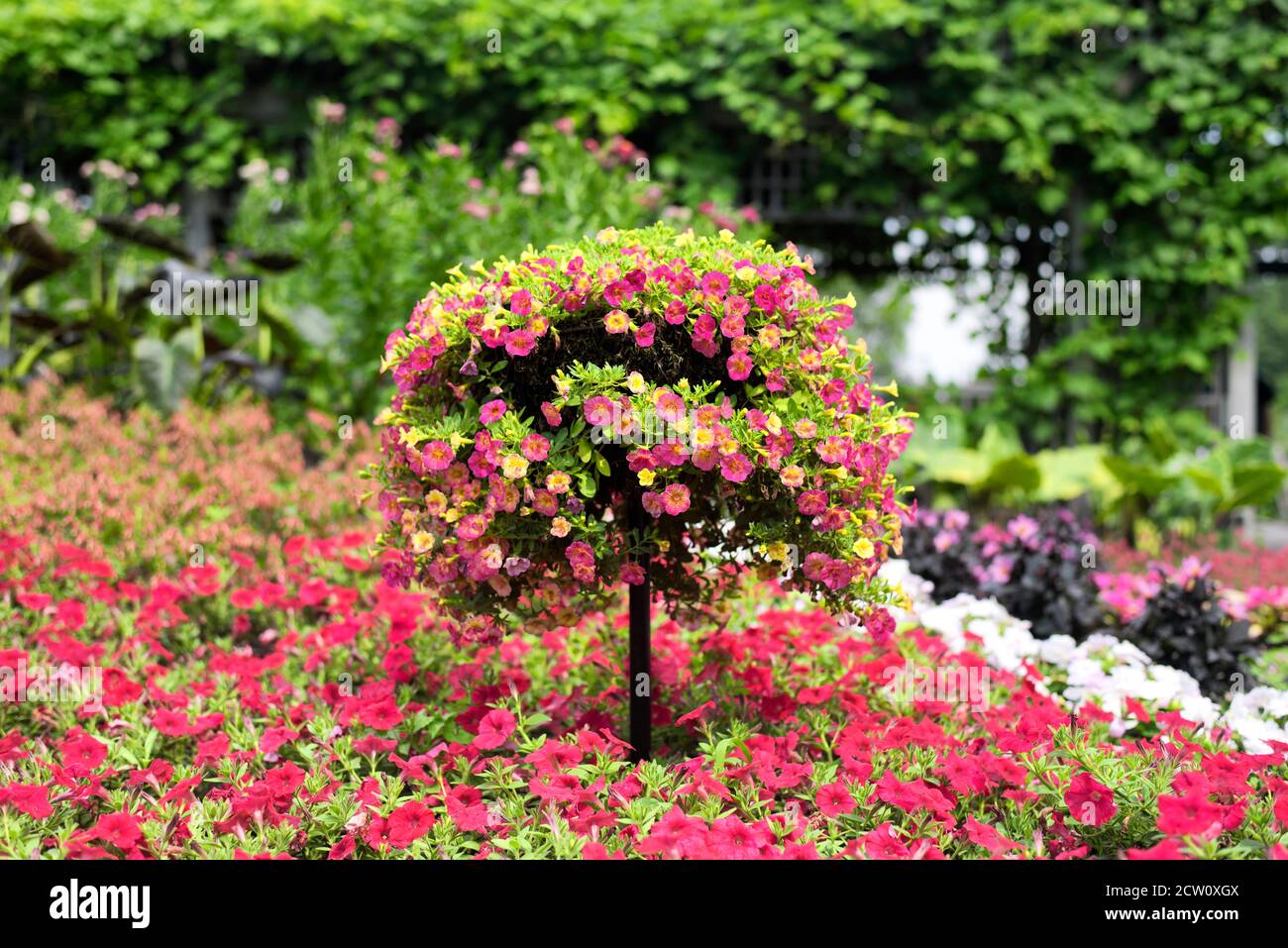 Gelbe und rosa Millionen Glocken, calibrachoa, blüht in einem Topiary innerhalb der montreal botanischen Gärten in der Provinz quebec Kanada. Stockfoto