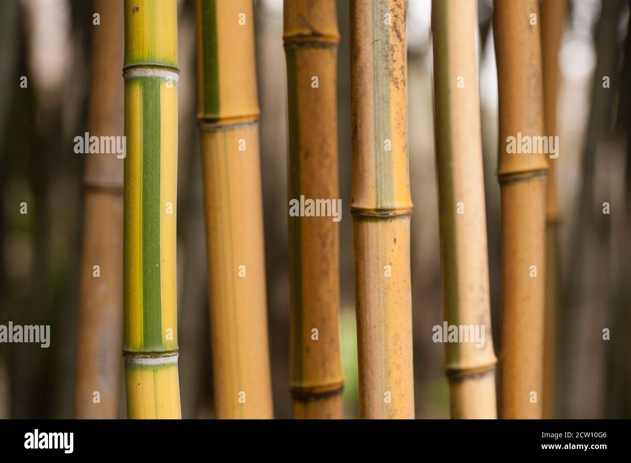 Gelb-grn gestreifte Bambus-Stiel Detail Stockfotografie - Alamy