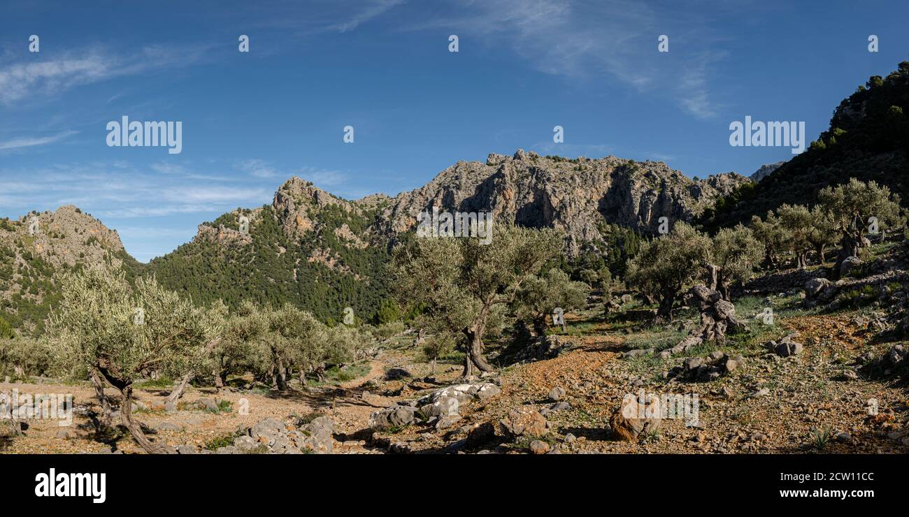 Balitx, Fornalutx, Mallorca, Balearen, Spanien Stockfoto