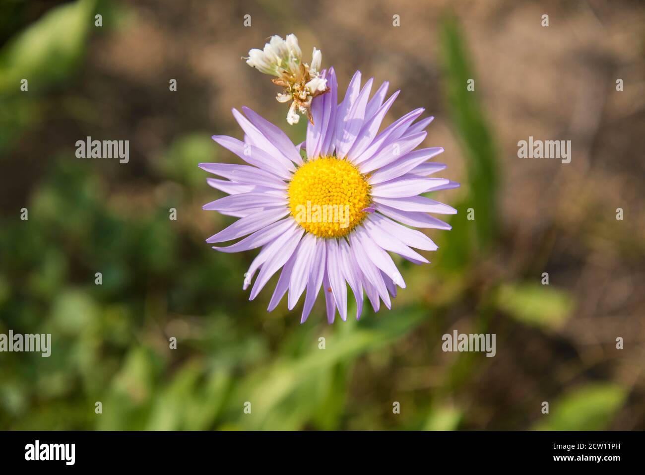 Felder mit Wildblumen auf dem Teton Crest Trail, Grand Teton National Park, Wyoming, USA Stockfoto