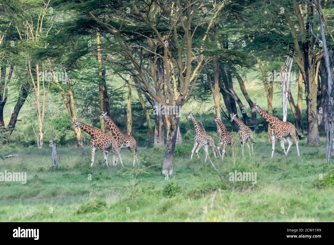 Netzgiraffe(n) (Giraffa camelopardalis reticulata) in Kenia, Afrika Stockfoto
